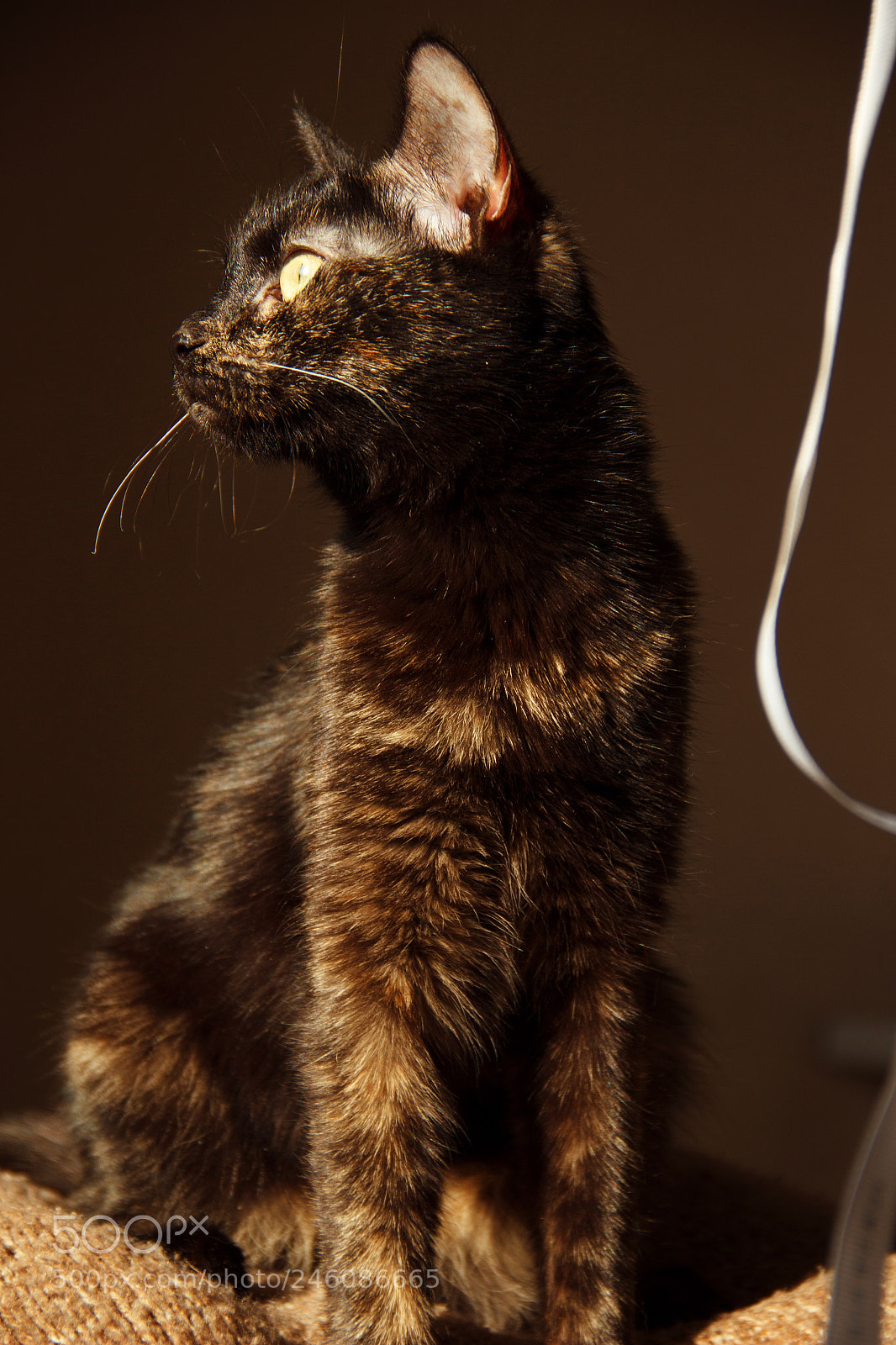 Canon EOS 600D (Rebel EOS T3i / EOS Kiss X5) sample photo. Eva photography