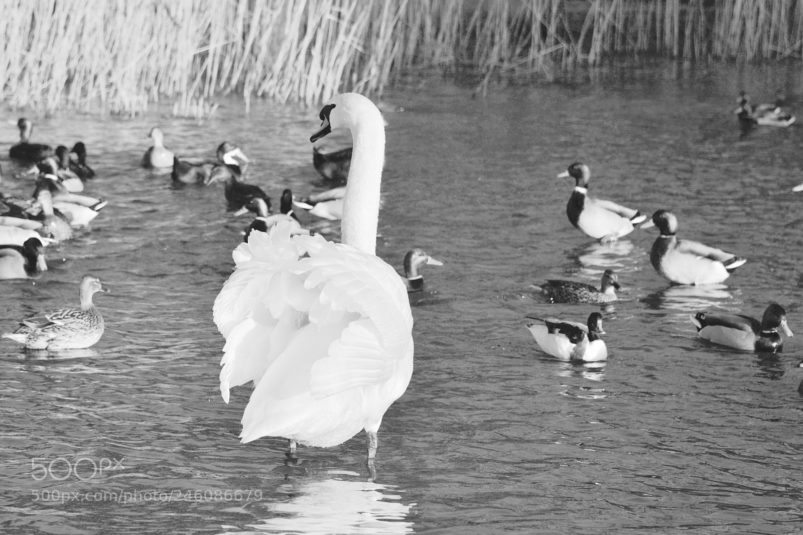 Nikon D7100 sample photo. Swan photography