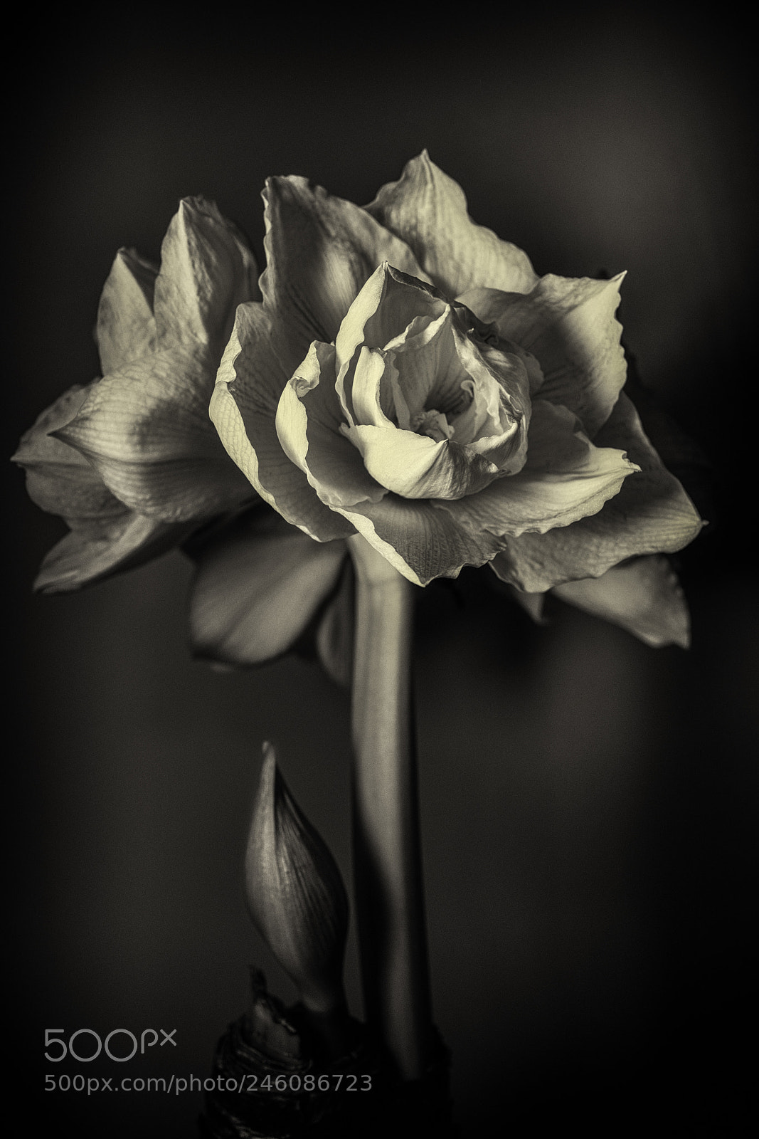 Sony Cyber-shot DSC-RX1R II sample photo. Amaryllis photography