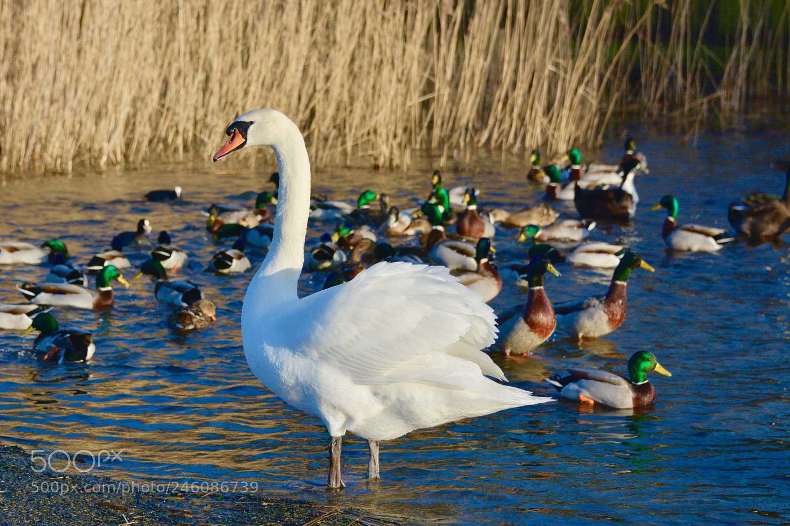 Nikon D7100 sample photo. Swan photography