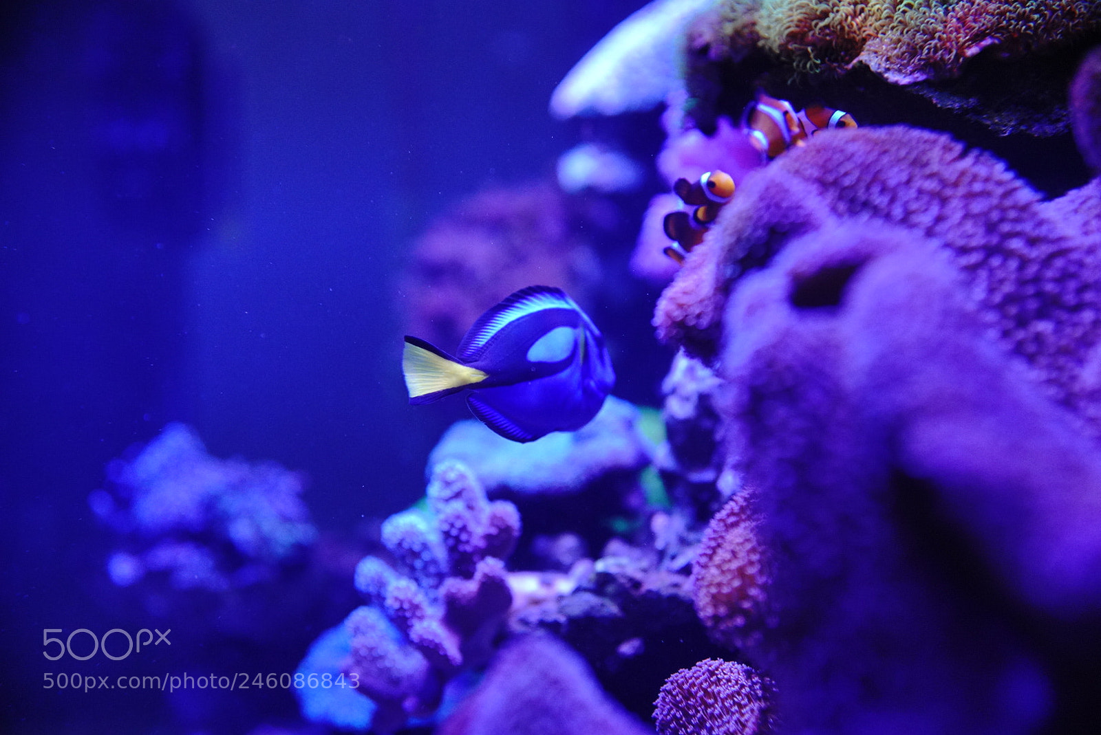 Sony a7R III sample photo. Tropical fish photography
