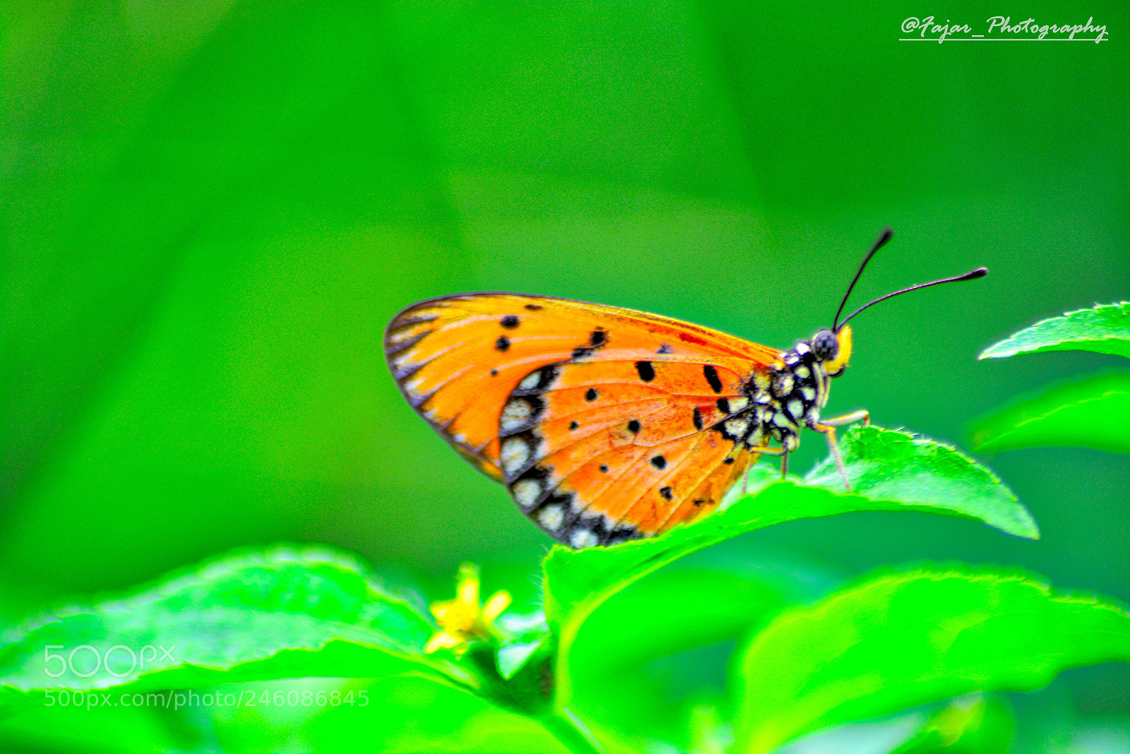 Nikon D5200 sample photo. Green macro butterfly photography