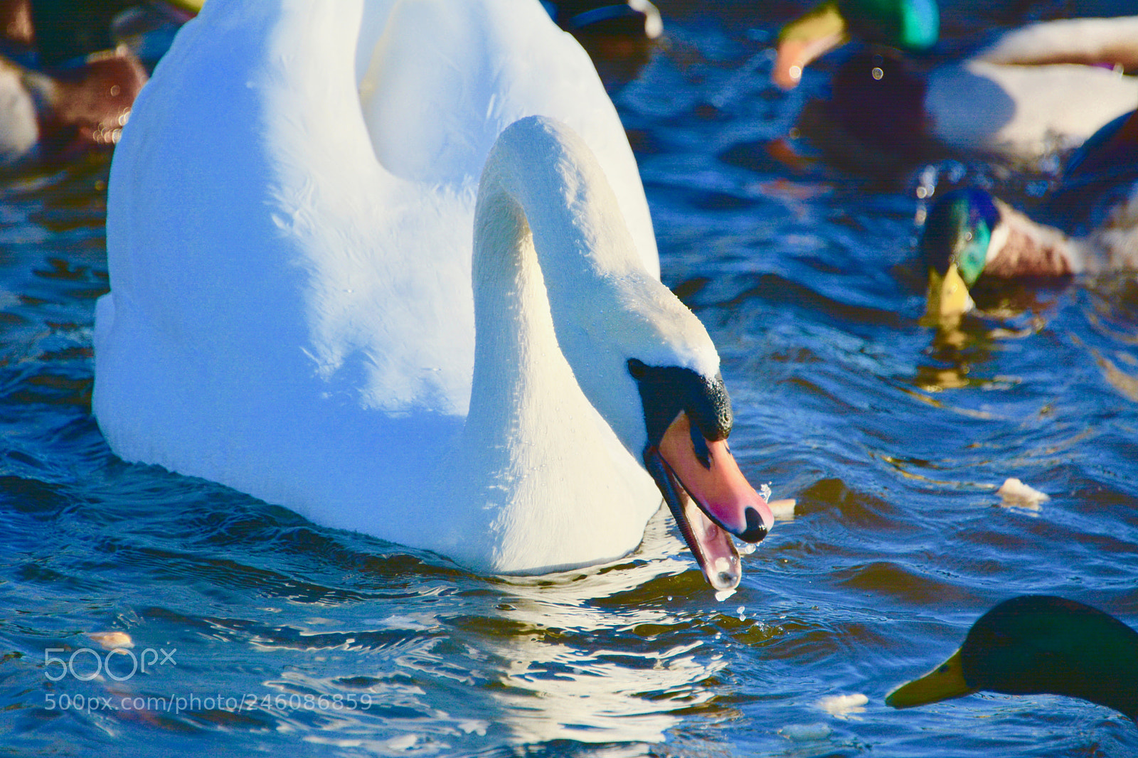 Nikon D7100 sample photo. Swan photography