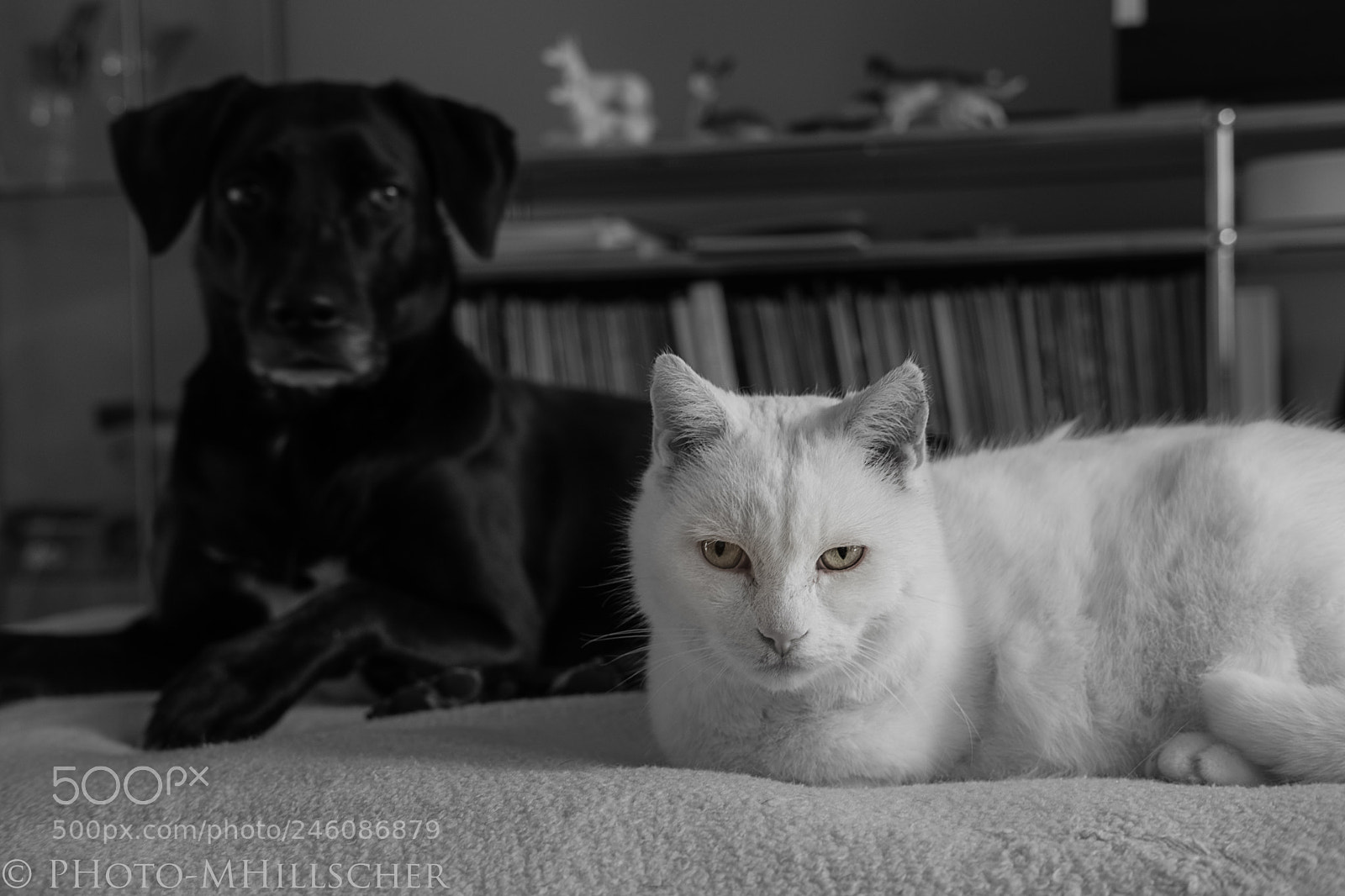 Fujifilm X-T2 sample photo. Black & white photography