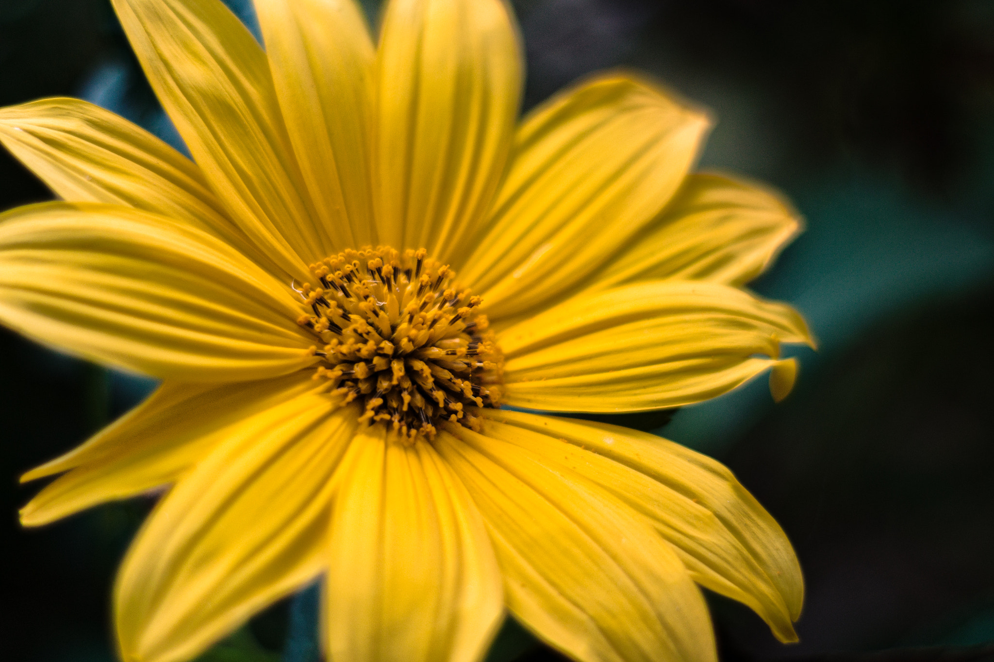 Sony SLT-A58 + Minolta AF 50mm F1.7 sample photo. The flower photography