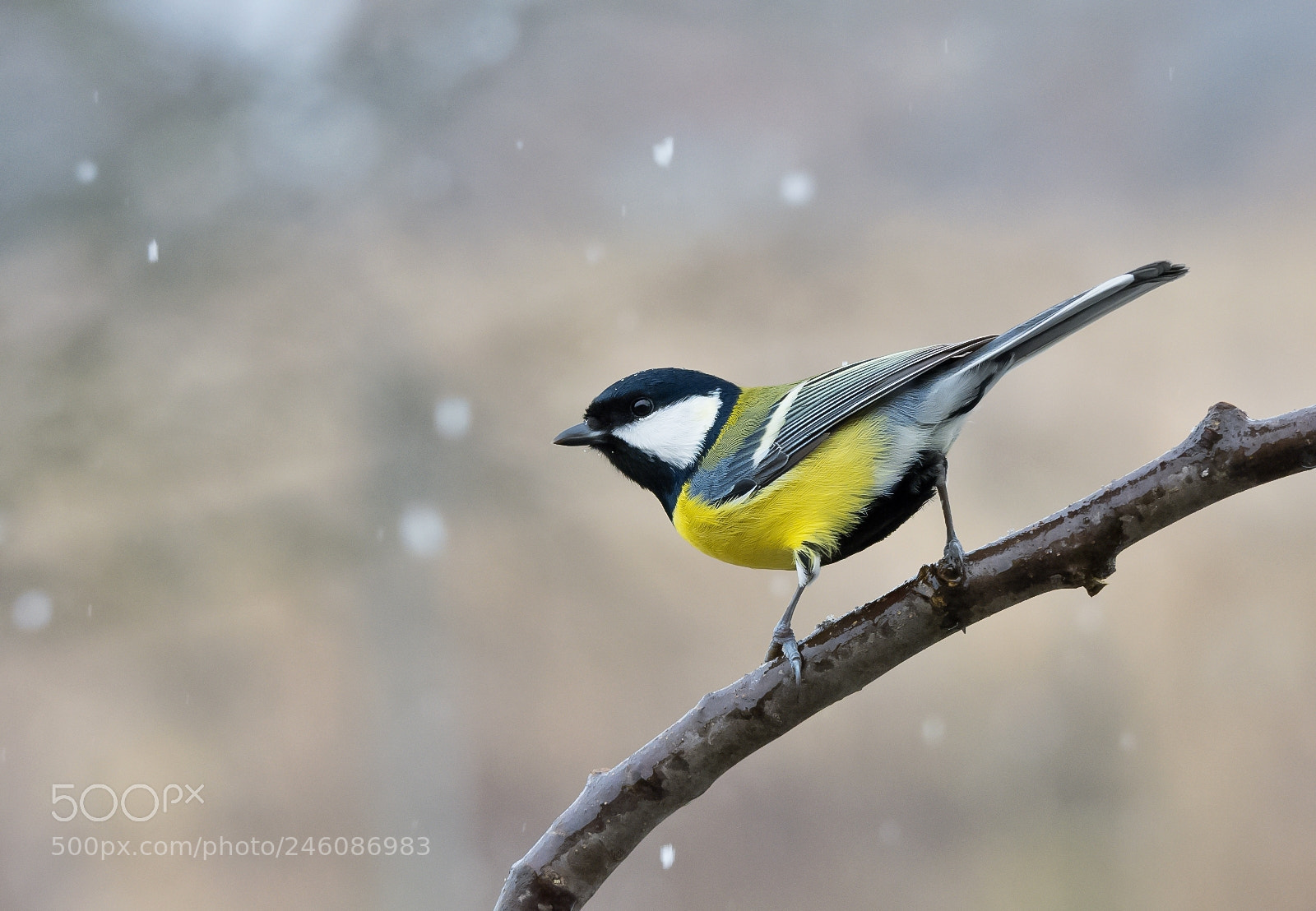 Nikon D7200 sample photo. Great tit photography