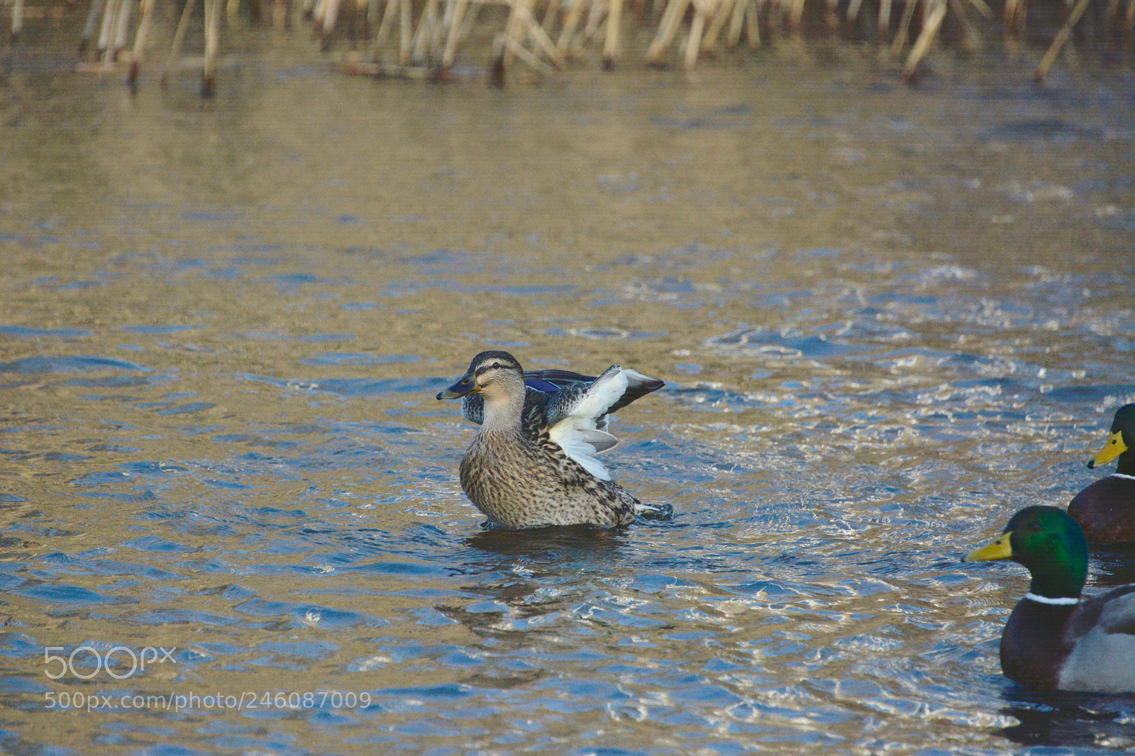 Nikon D7100 sample photo. Mallard photography