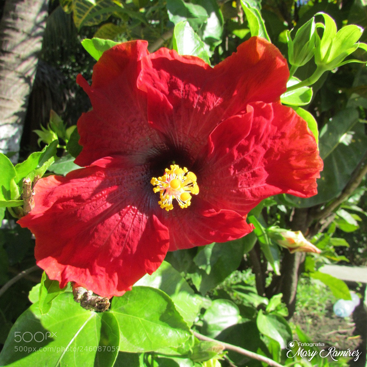 Canon PowerShot SX500 IS sample photo. Firma photography
