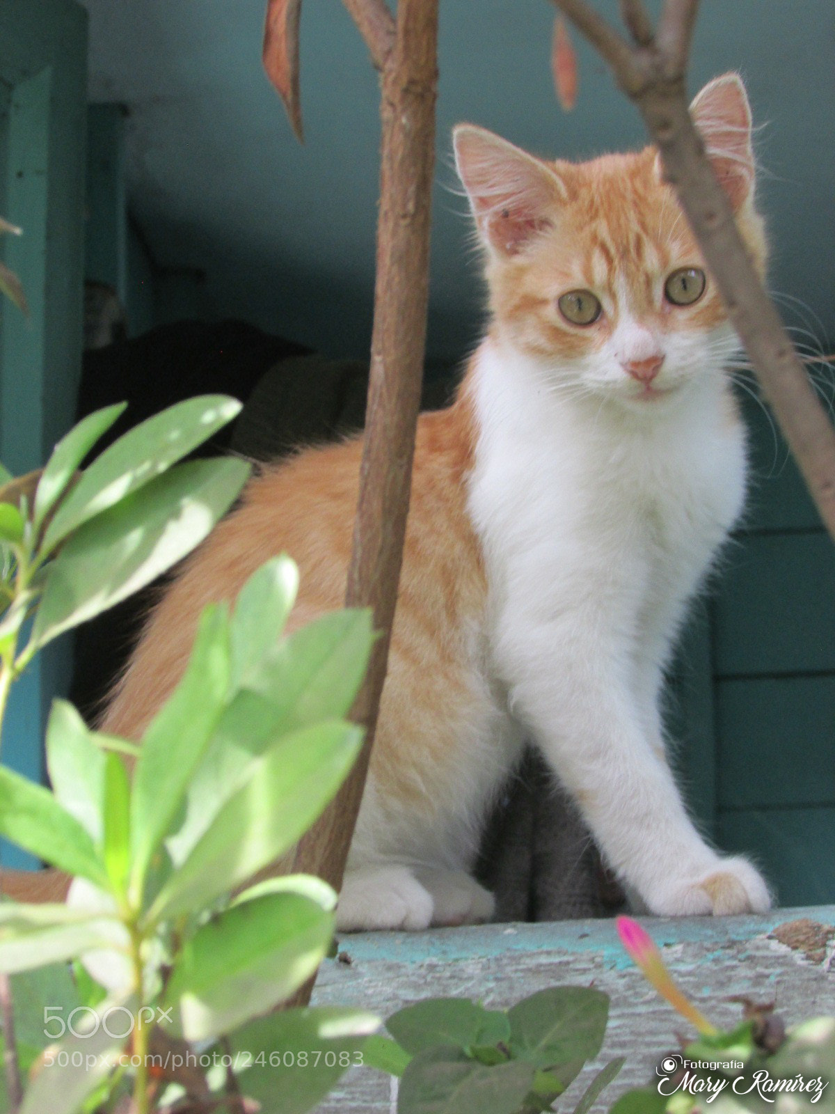 Canon PowerShot SX500 IS sample photo. Firma photography