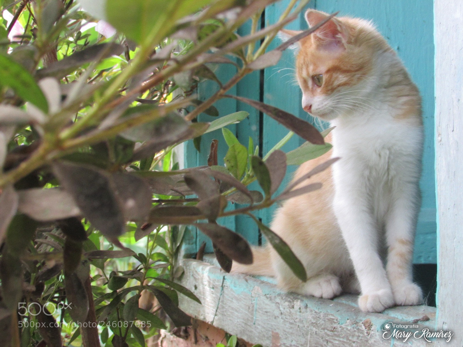 Canon PowerShot SX500 IS sample photo. Firma photography