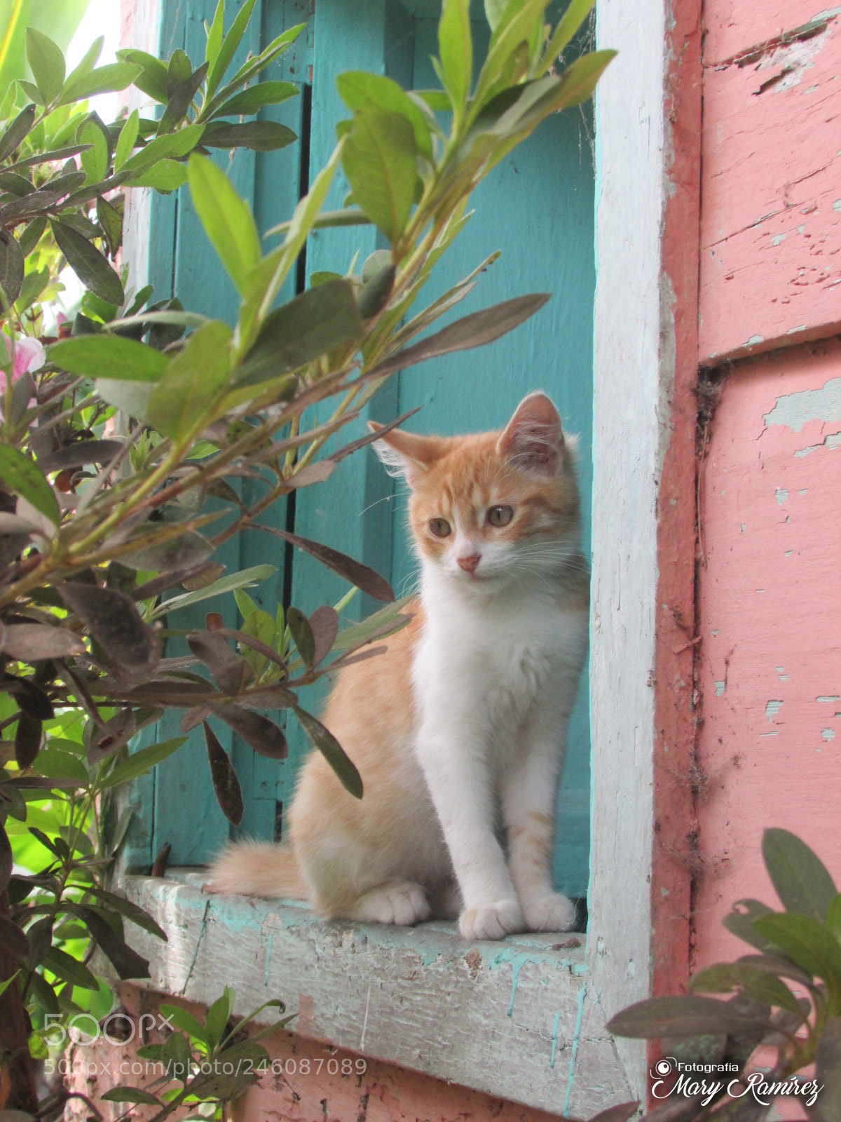 Canon PowerShot SX500 IS sample photo. Firma photography