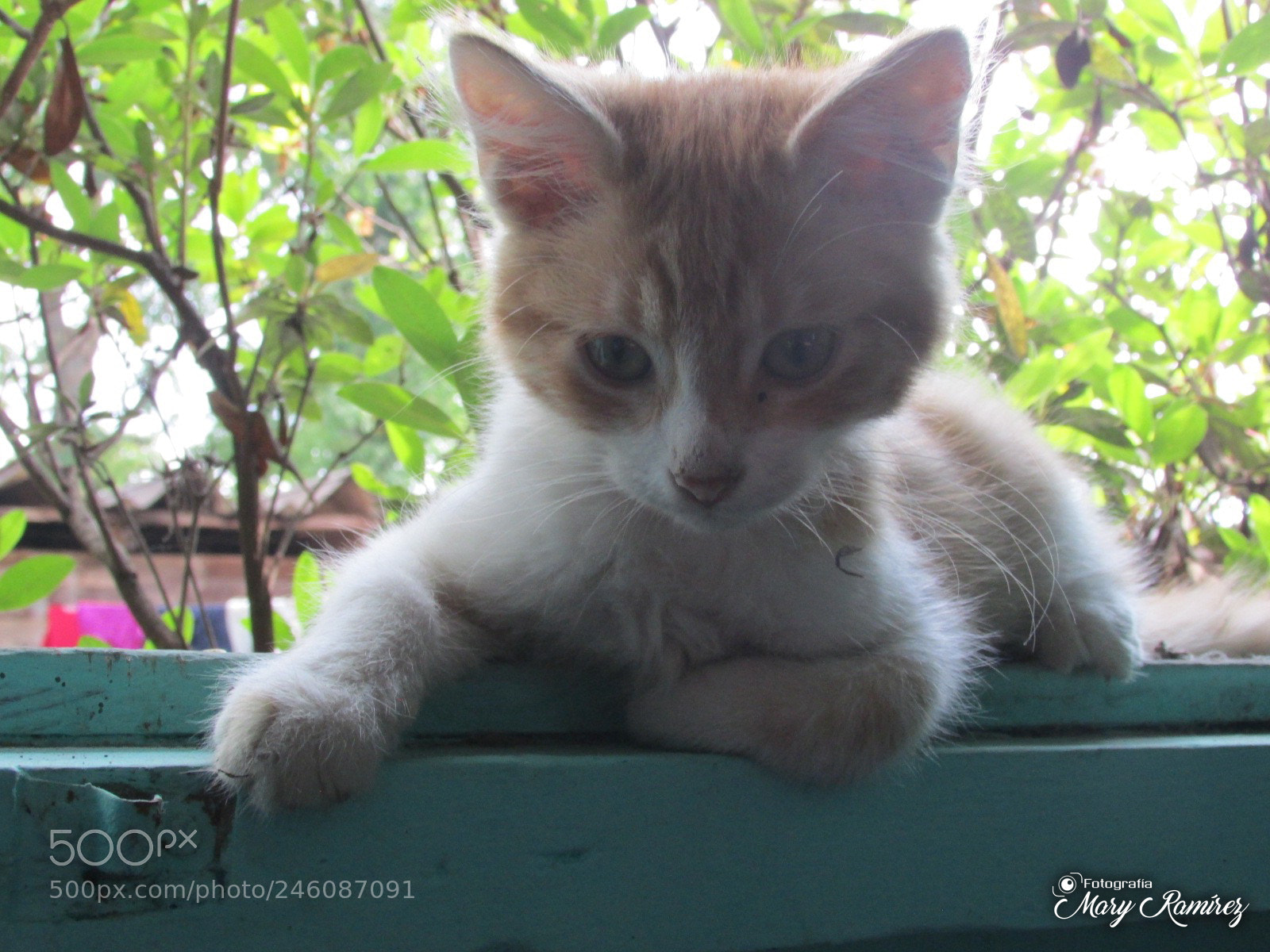 Canon PowerShot SX500 IS sample photo. Firma photography