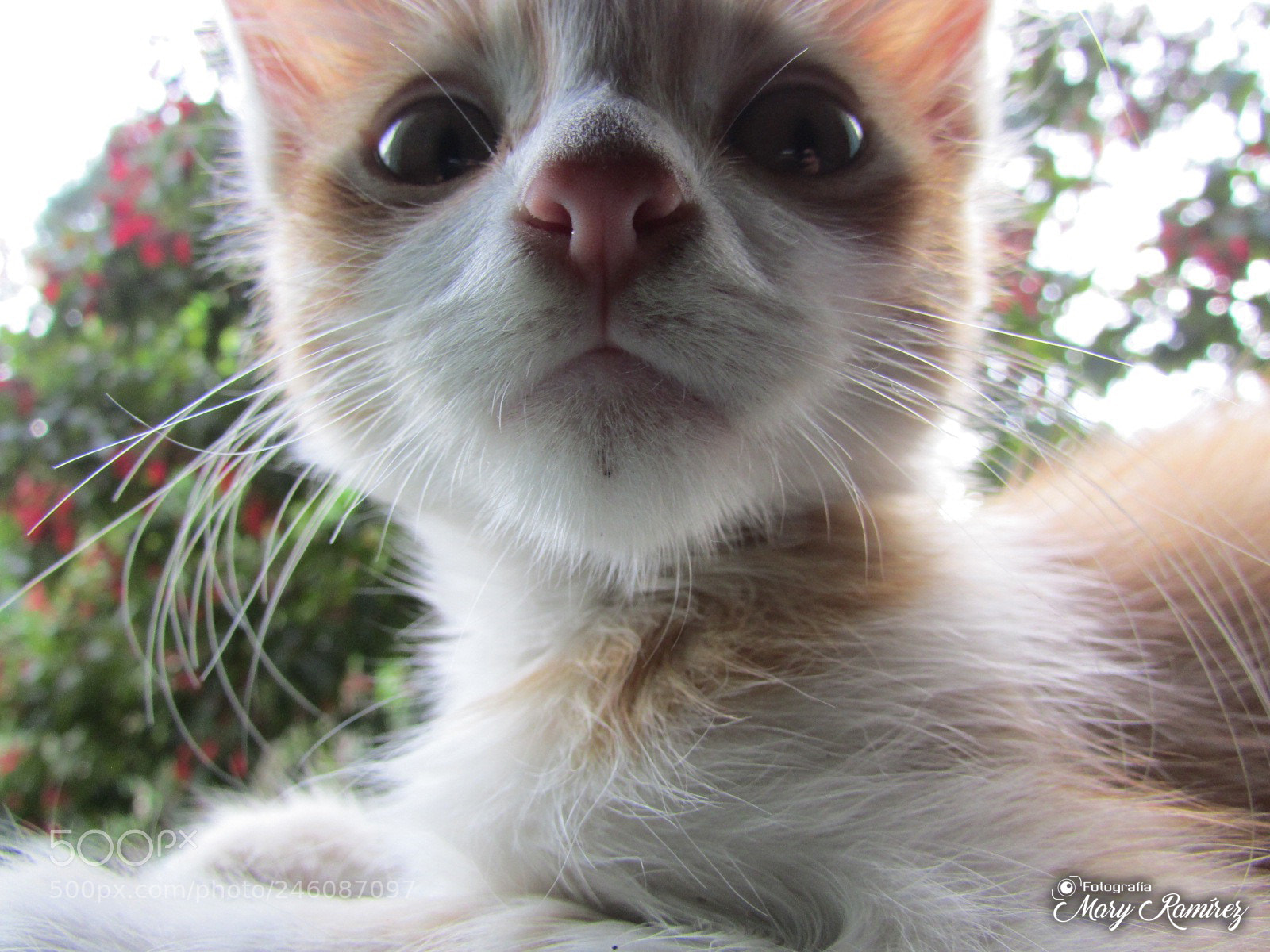 Canon PowerShot SX500 IS sample photo. Firma photography