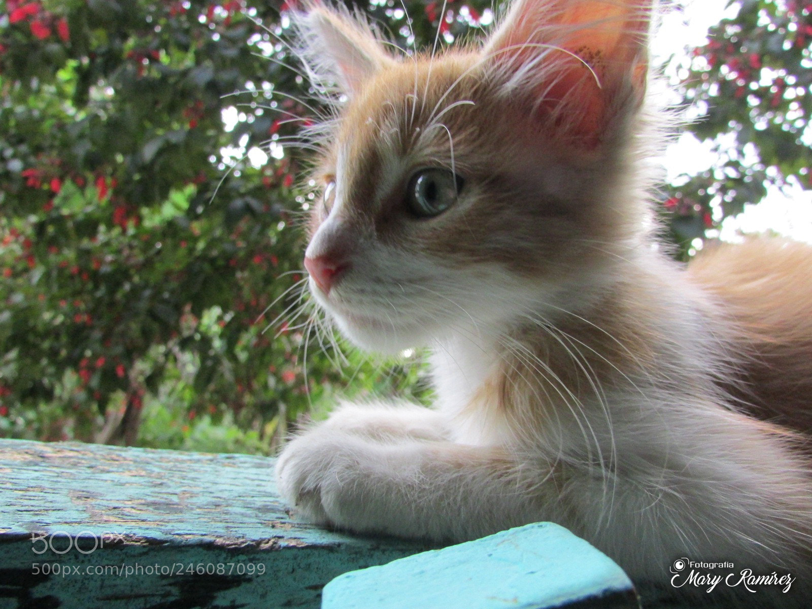 Canon PowerShot SX500 IS sample photo. Firma photography