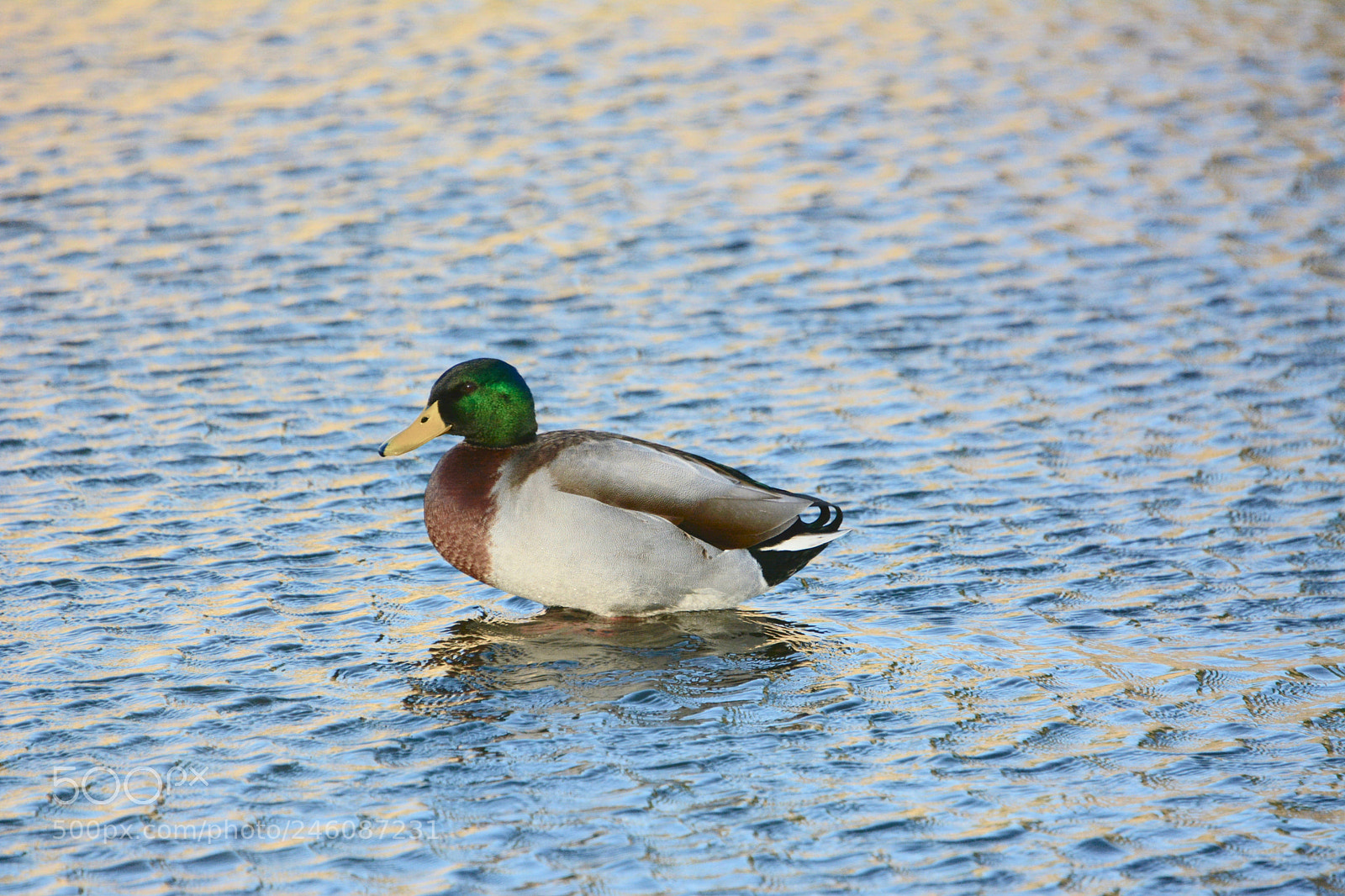 Nikon D7100 sample photo. Mallard photography
