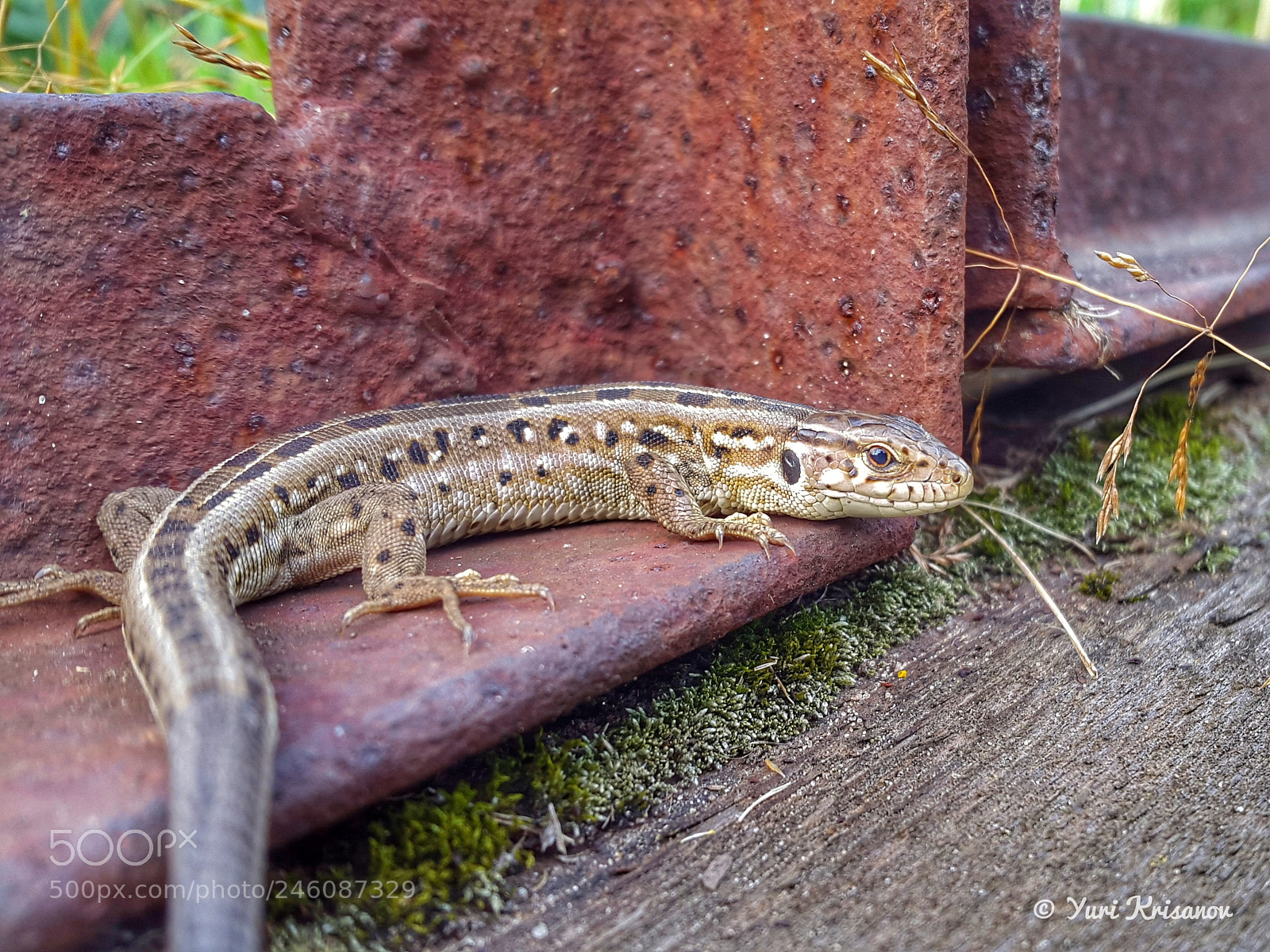 Samsung Galaxy Alpha sample photo. Young brown lizard photography