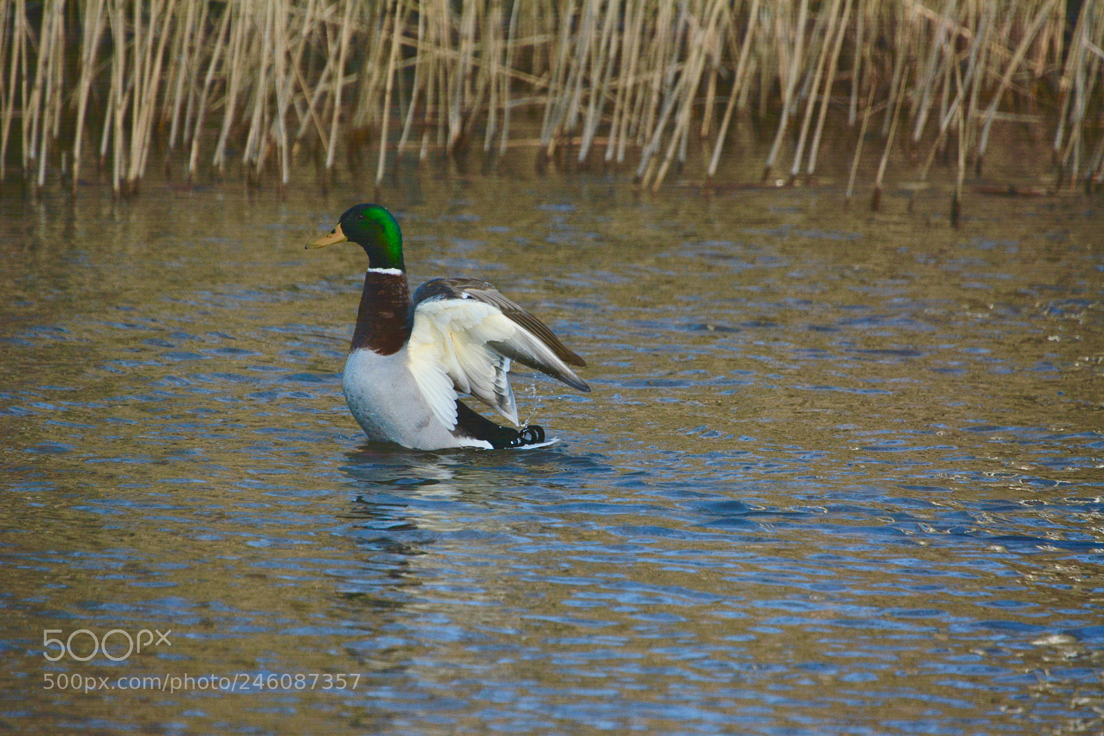 Nikon D7100 sample photo. Mallard photography