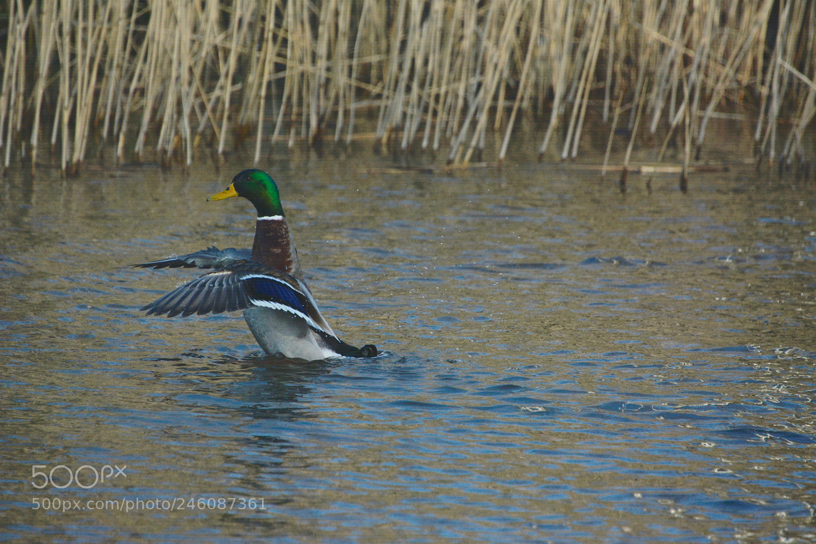 Nikon D7100 sample photo. Mallard photography