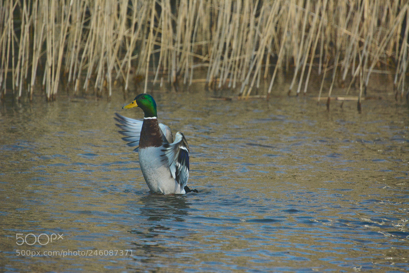 Nikon D7100 sample photo. Mallard photography
