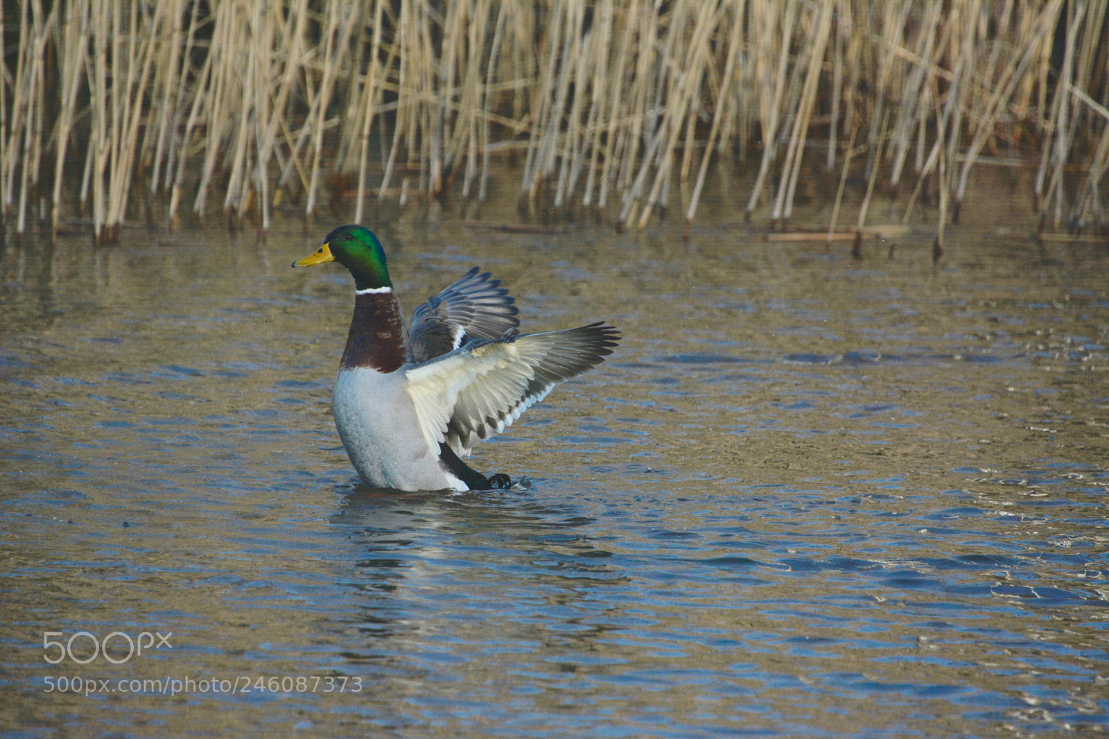 Nikon D7100 sample photo. Mallard photography