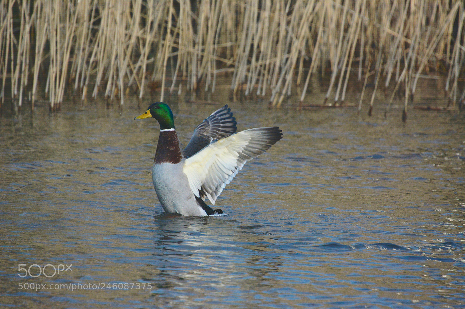 Nikon D7100 sample photo. Mallard photography