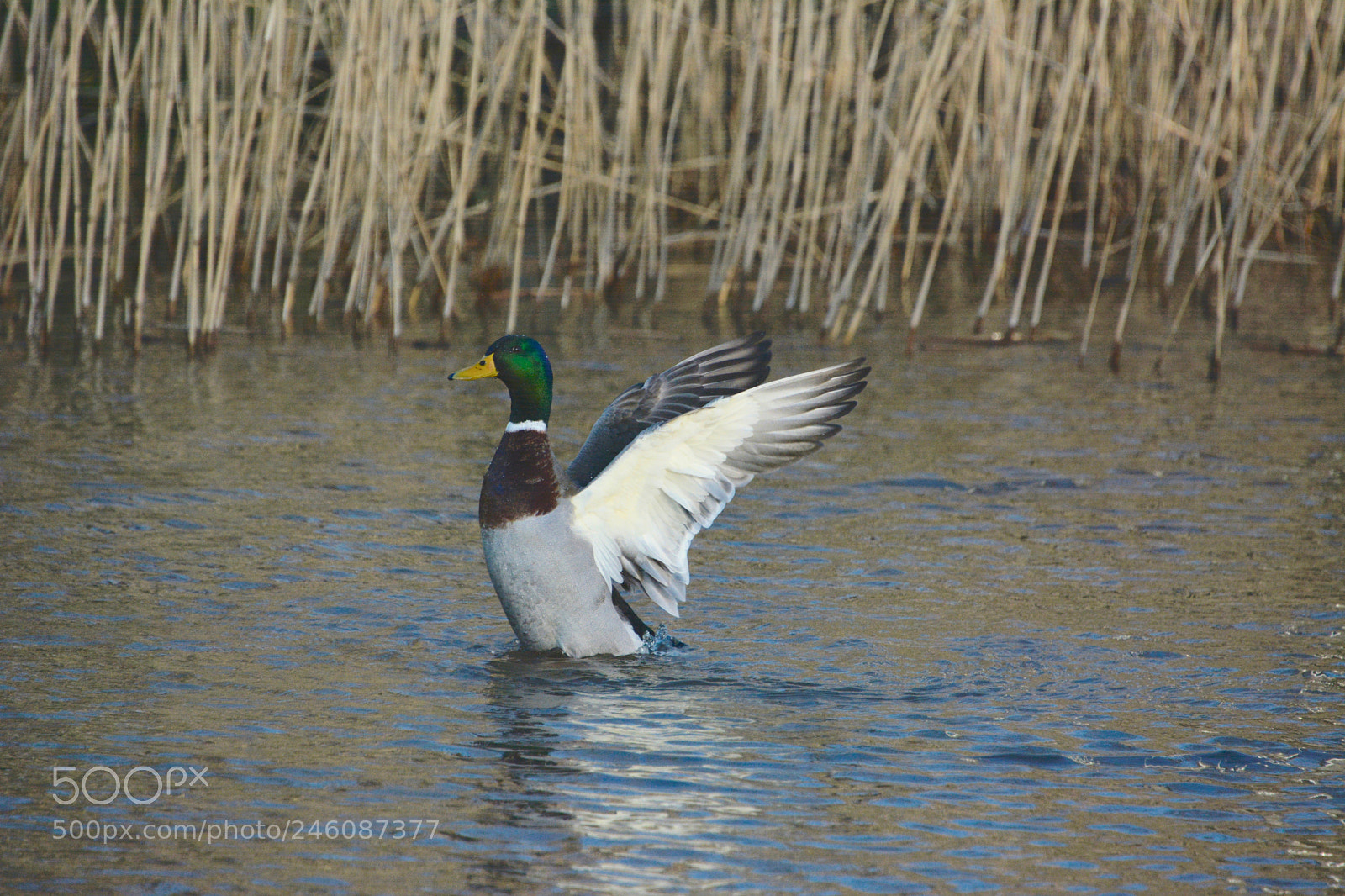 Nikon D7100 sample photo. Mallard photography