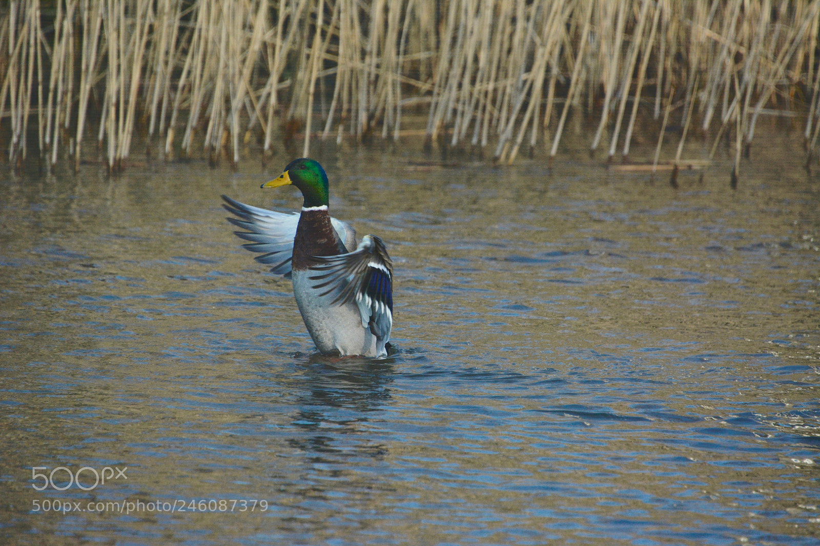 Nikon D7100 sample photo. Mallard photography