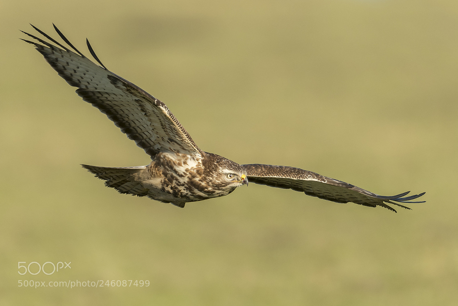 Nikon D500 sample photo. Buzzard in flight photography