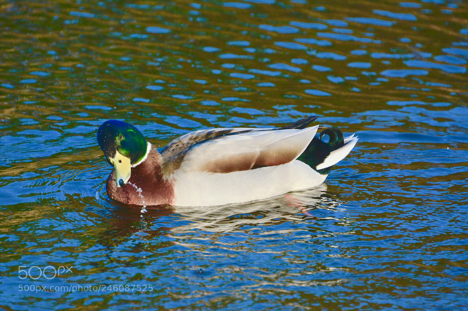 Nikon D7100 sample photo. Mallard photography