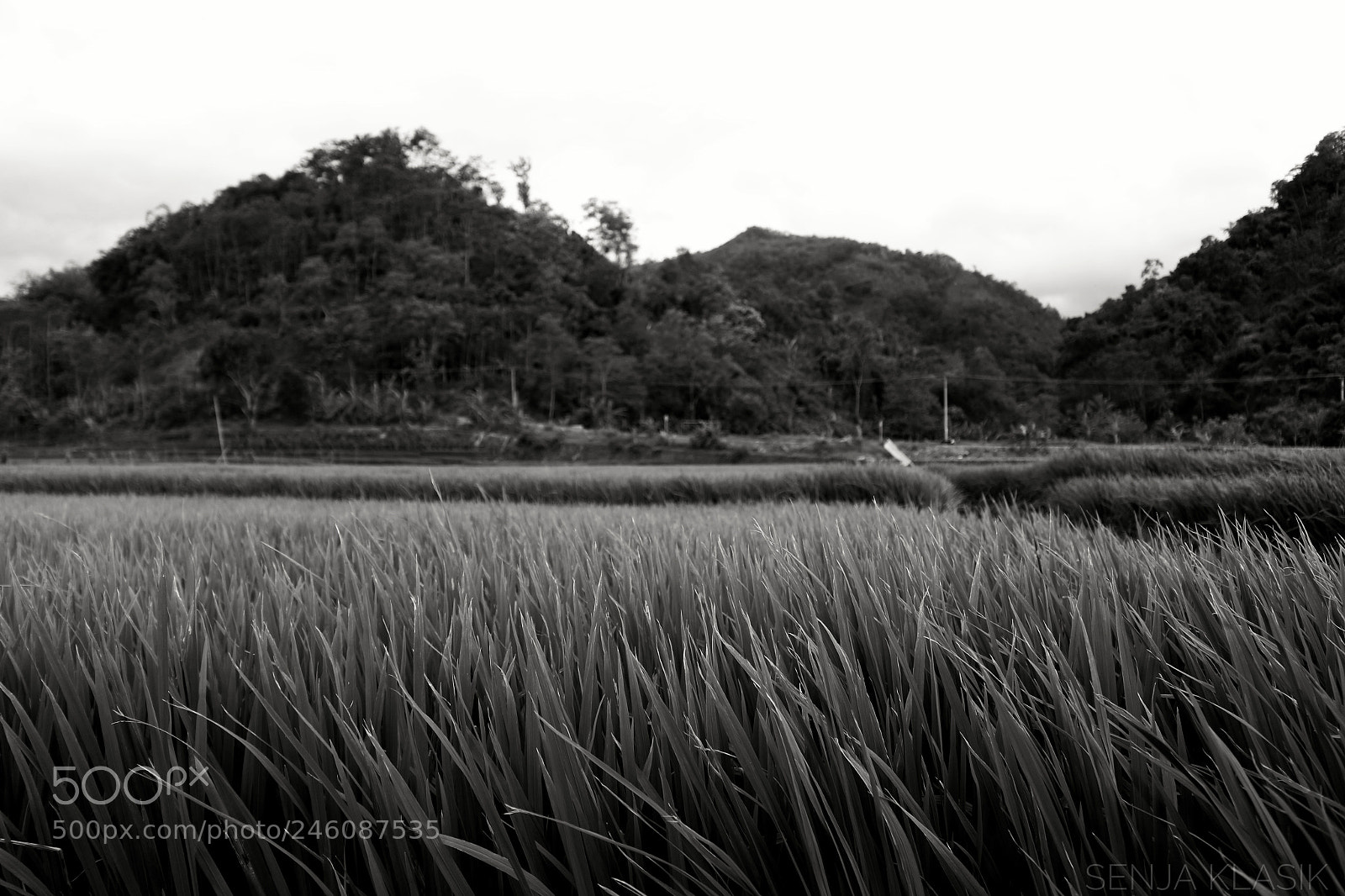 Canon EOS 100D (EOS Rebel SL1 / EOS Kiss X7) sample photo. Harvest moon photography