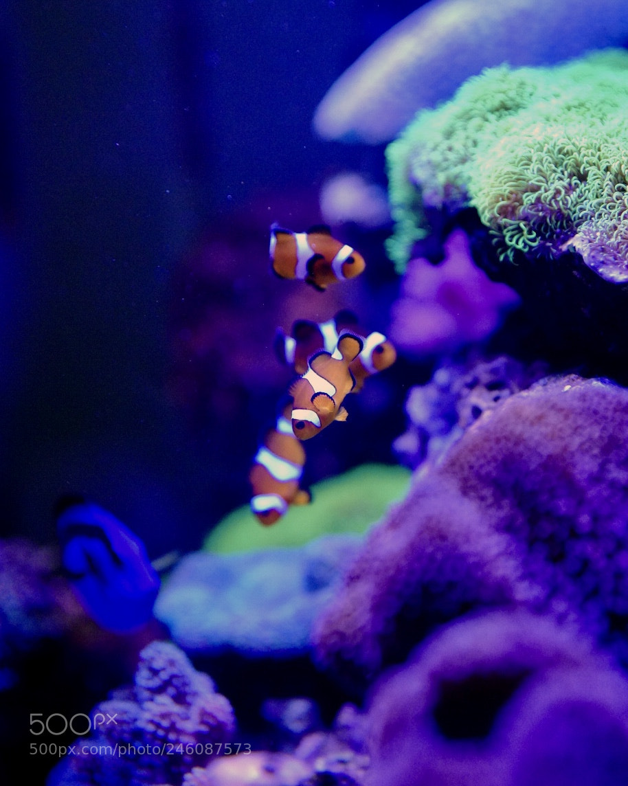 Sony a7R III sample photo. Tropical fish photography