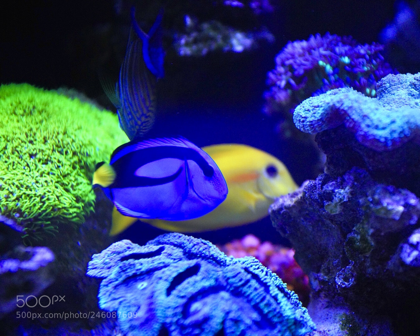 Sony a7R III sample photo. Tropical fish photography