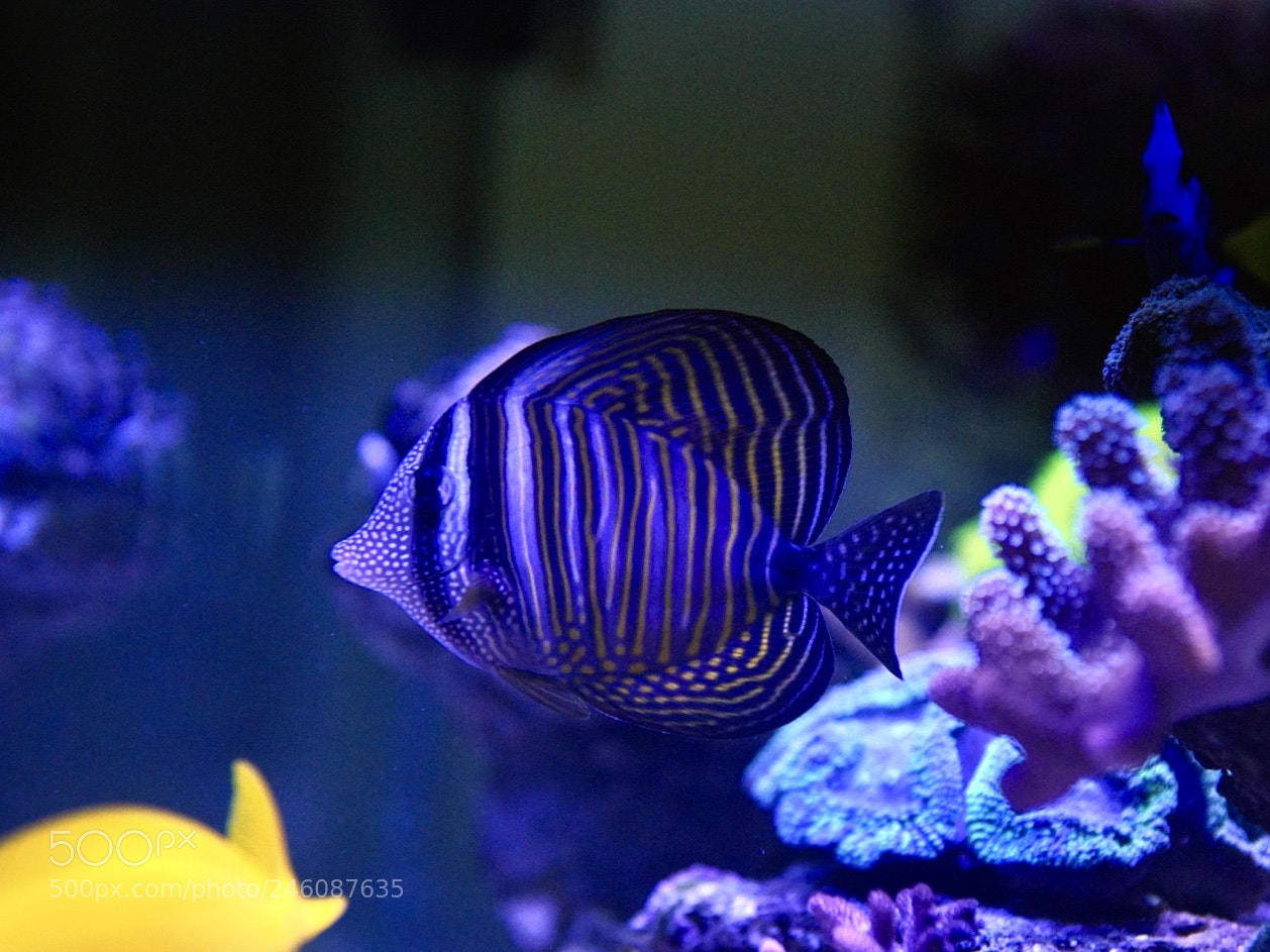 Sony a7R III sample photo. Tropical fish photography