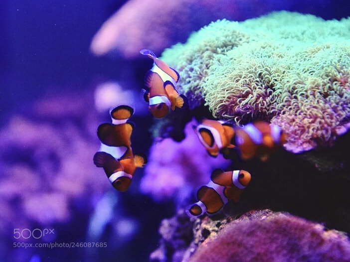 Sony a7R III sample photo. Tropical fish photography