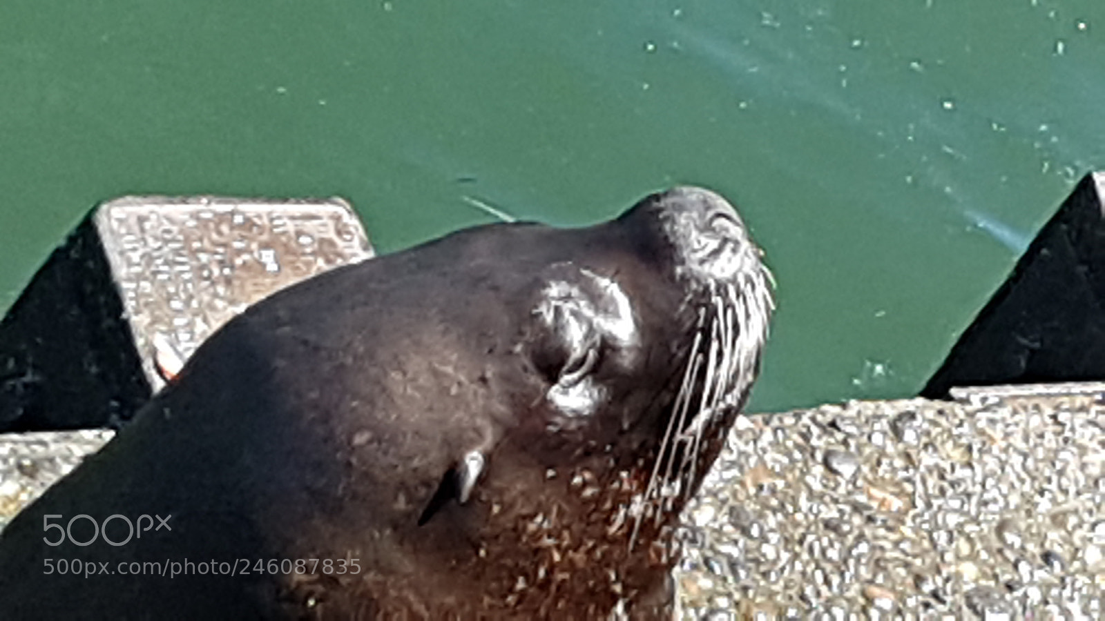 Samsung Galaxy S7 Edge sample photo. Sea lion photography