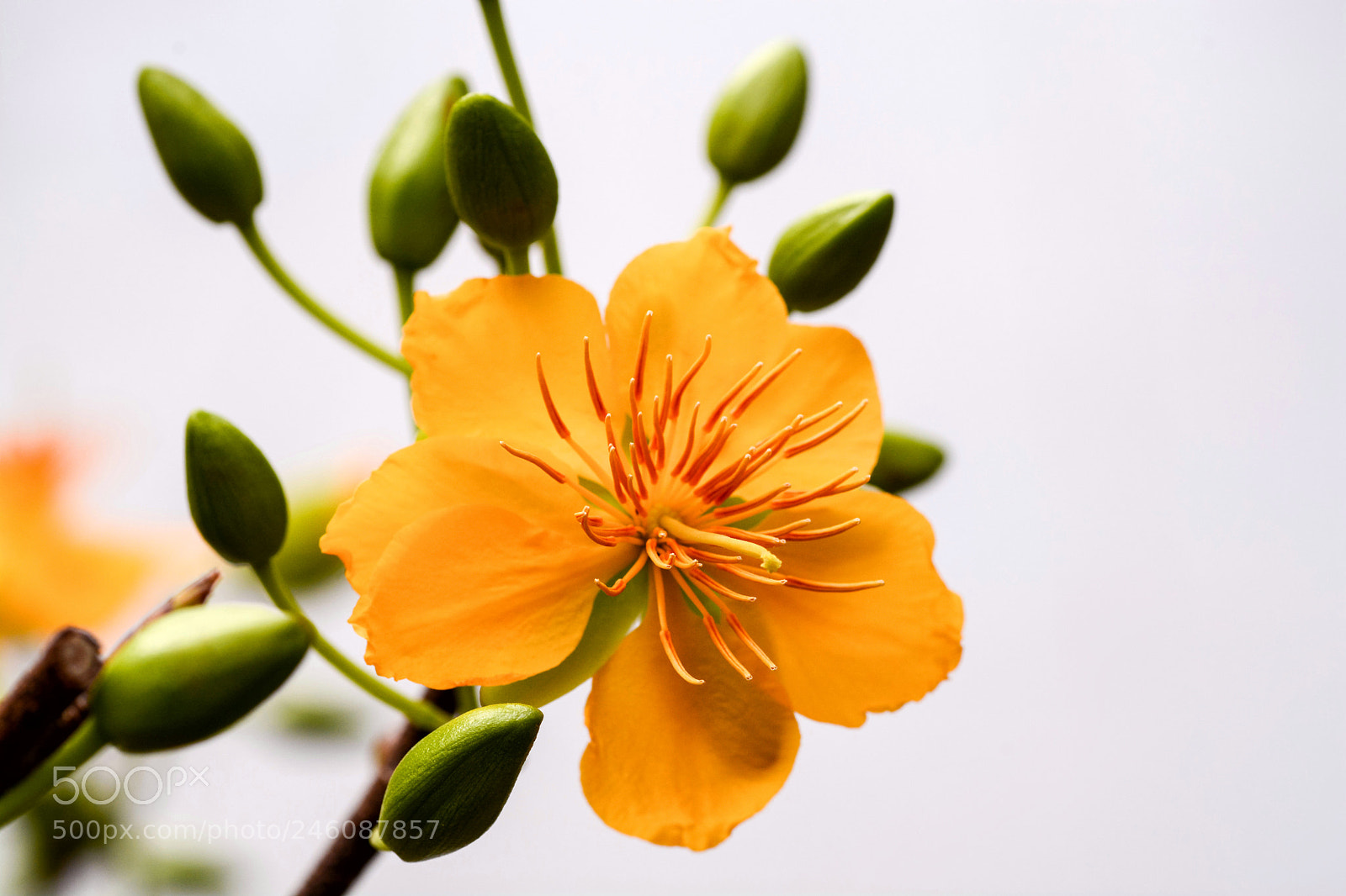 Nikon D7100 sample photo. Ochna integerrima photography