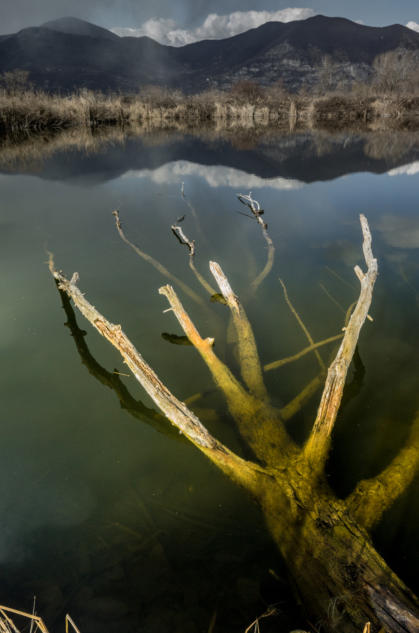 Vario-Elmar T 1:3.5-5.6 / 18-56 ASPH. sample photo. Tree corpse photography