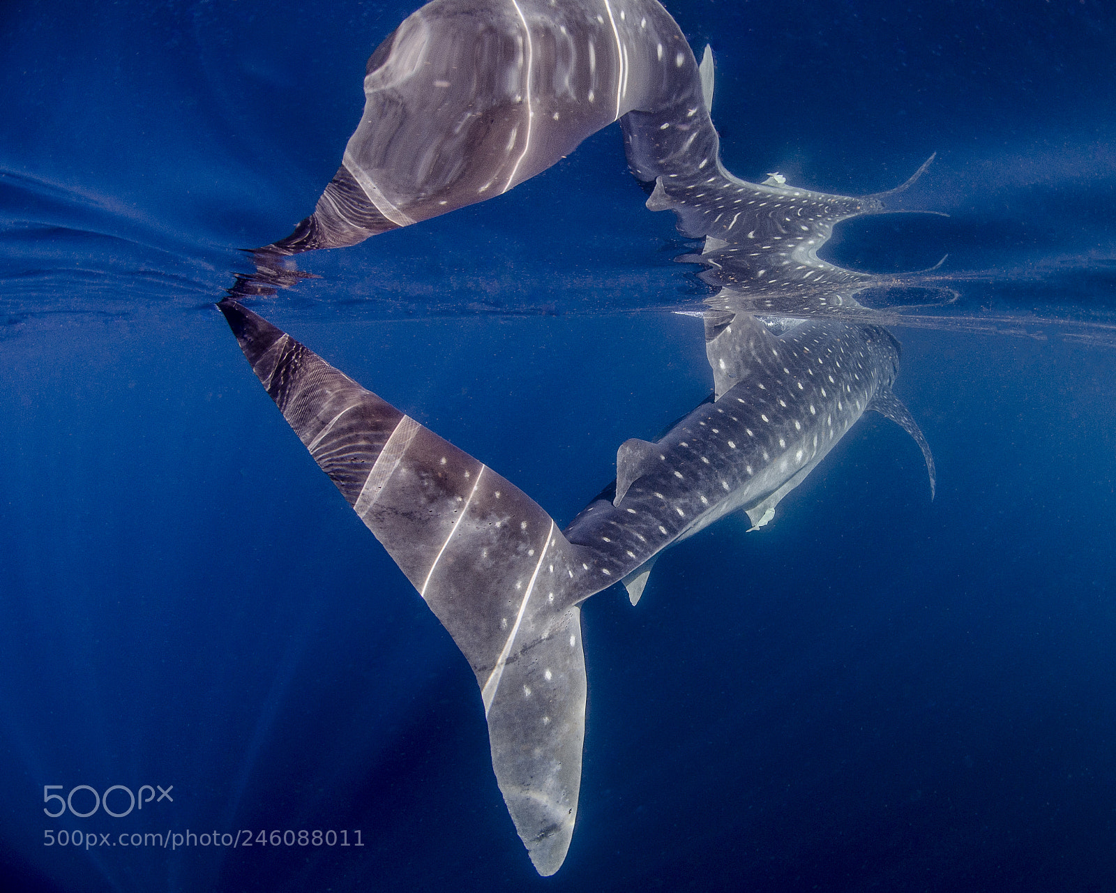 Nikon D7000 sample photo. Whale shark photography