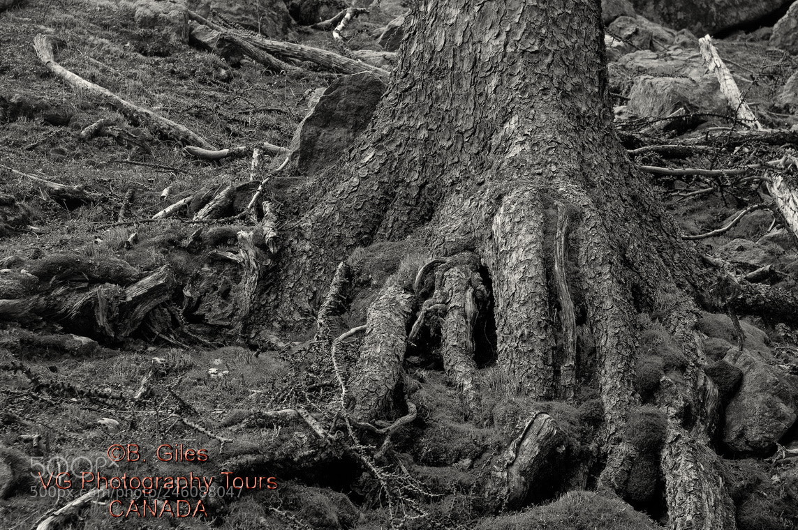 Pentax K-3 sample photo. Old larch photography