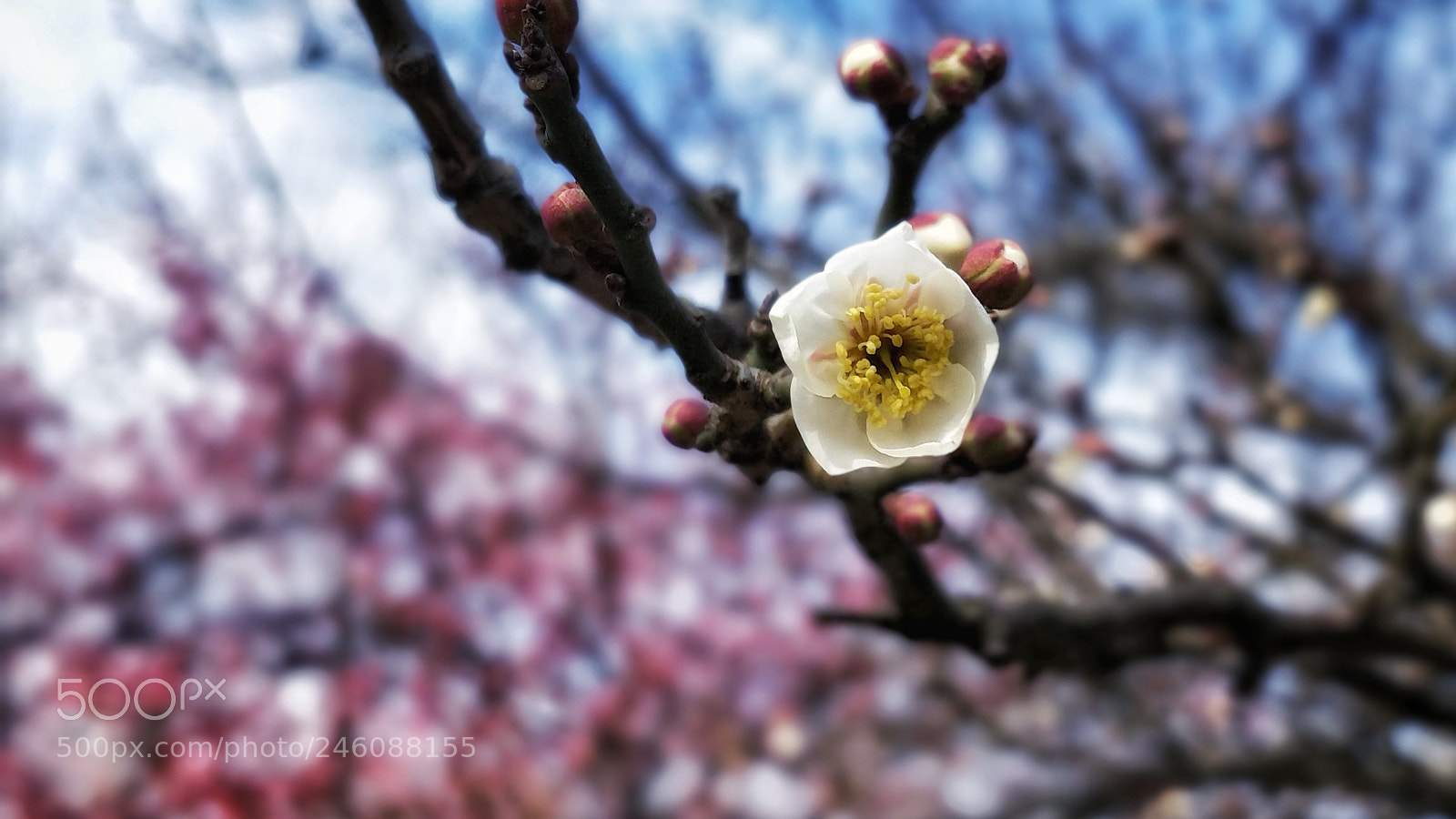 OnePlus 5 sample photo. Untitled photography