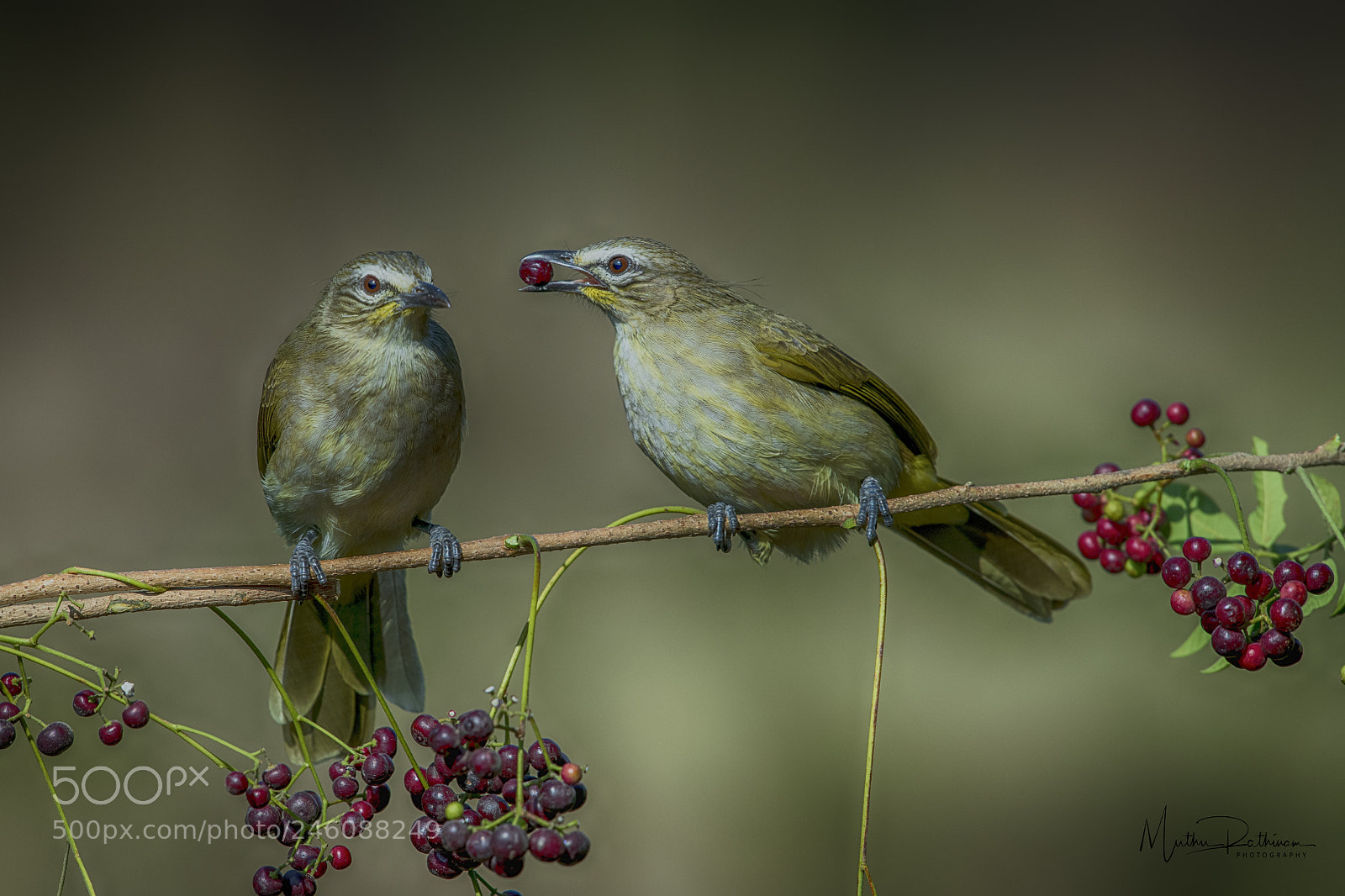 Nikon D850 sample photo. Happy valentines day photography