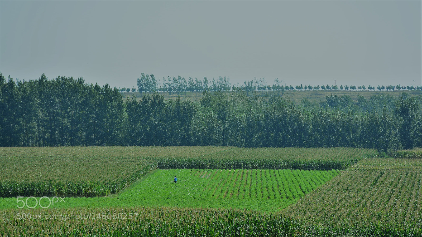 Nikon D7100 sample photo. 田 photography