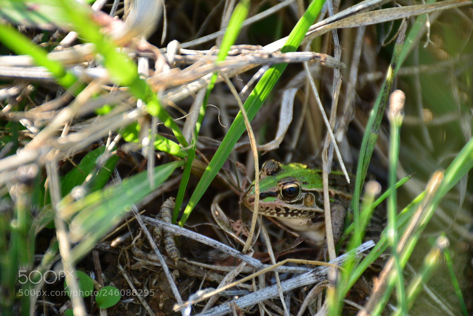 Nikon D7100 sample photo. 蛙 photography