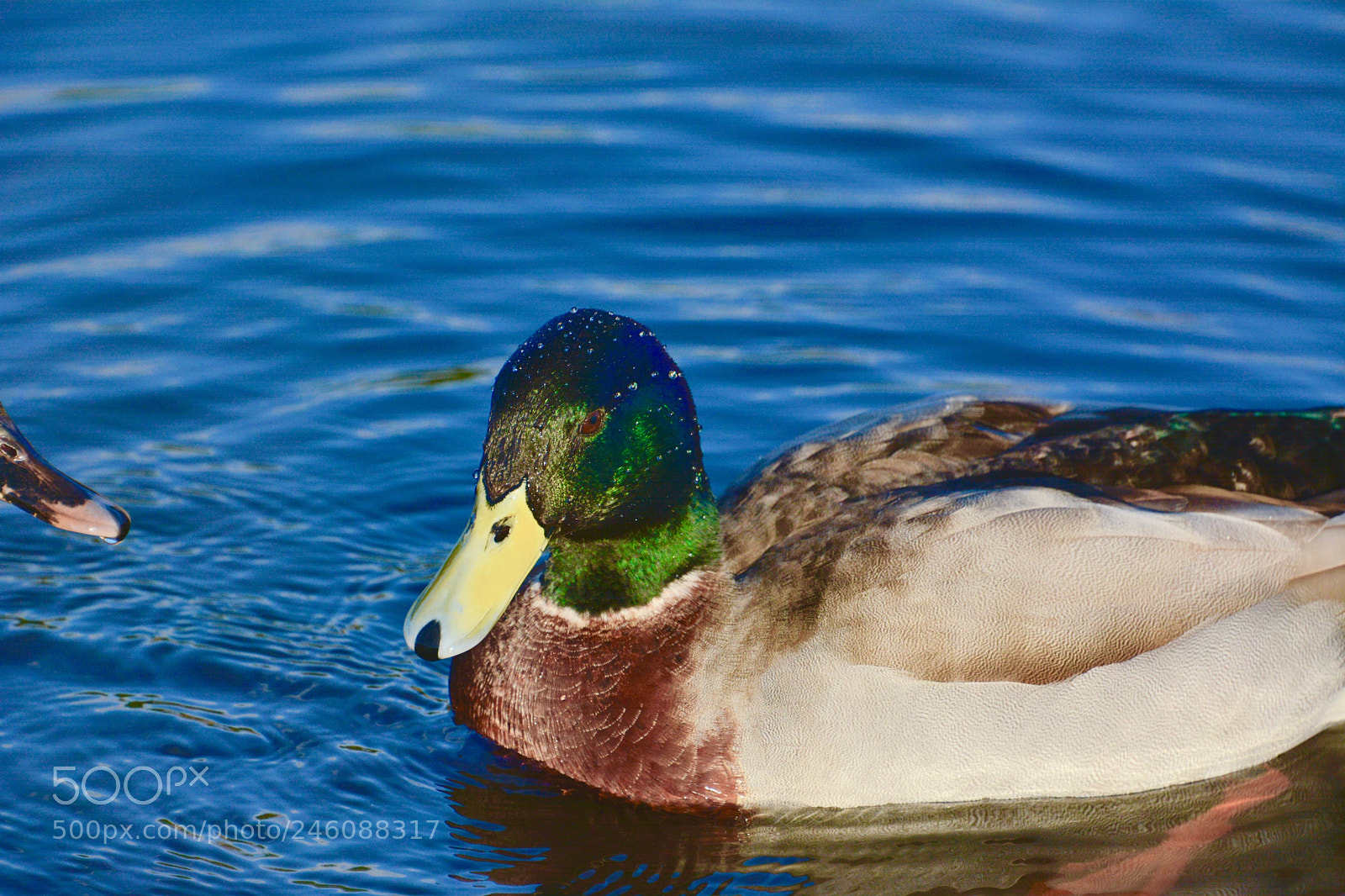 Nikon D7100 sample photo. Mallard photography