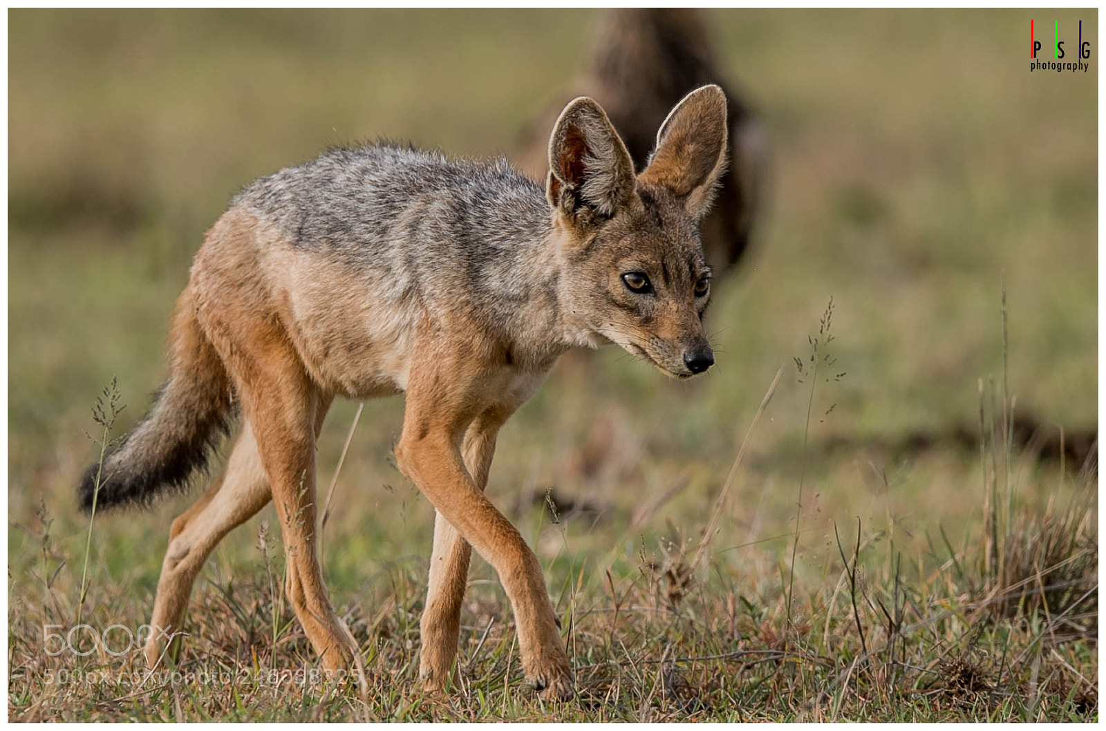 Nikon D5 sample photo. Black backed jackal photography