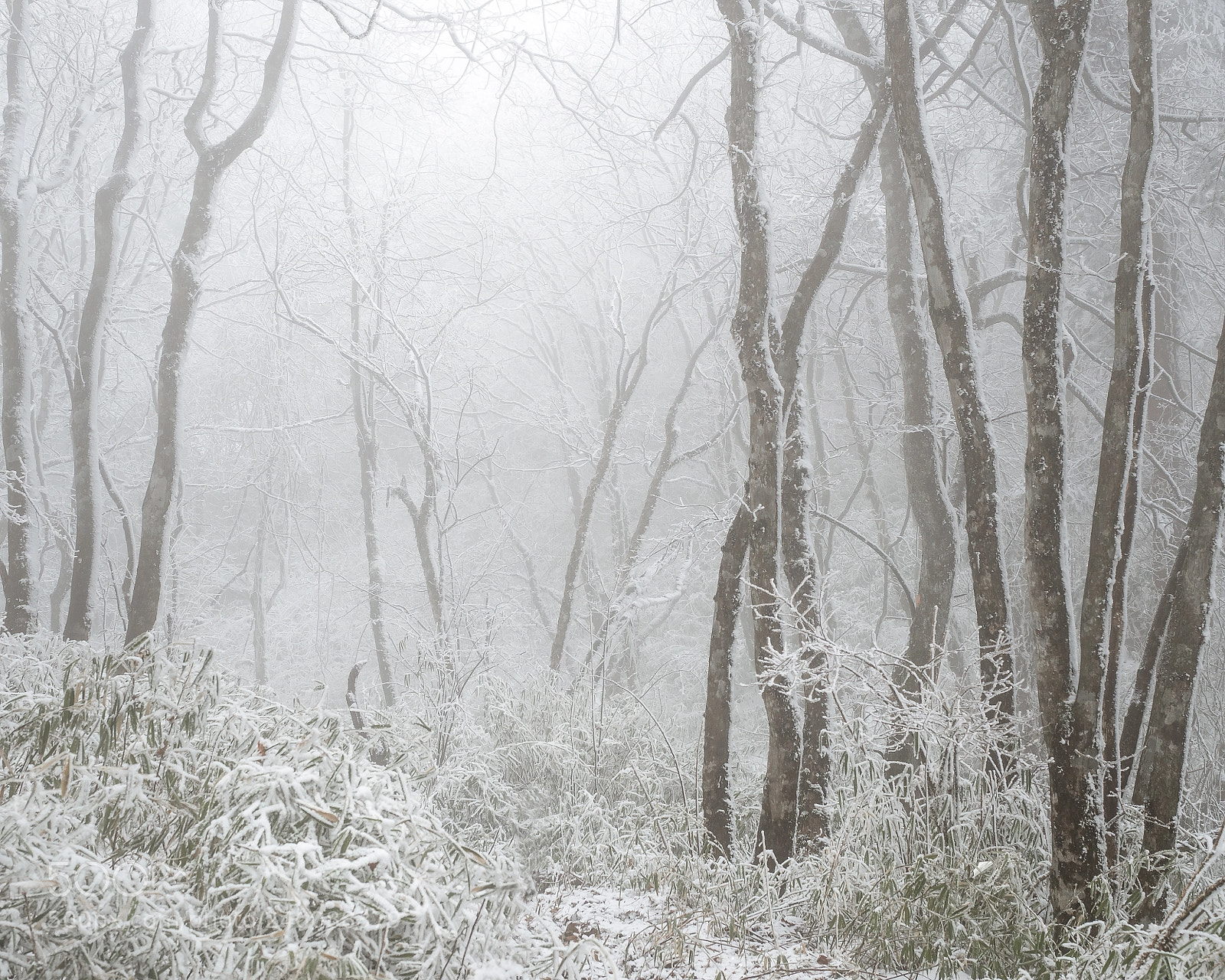Olympus OM-D E-M10 sample photo. Frozen mist photography