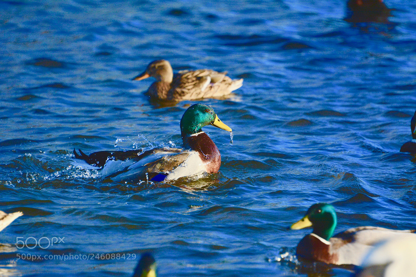 Nikon D7100 sample photo. Mallard photography