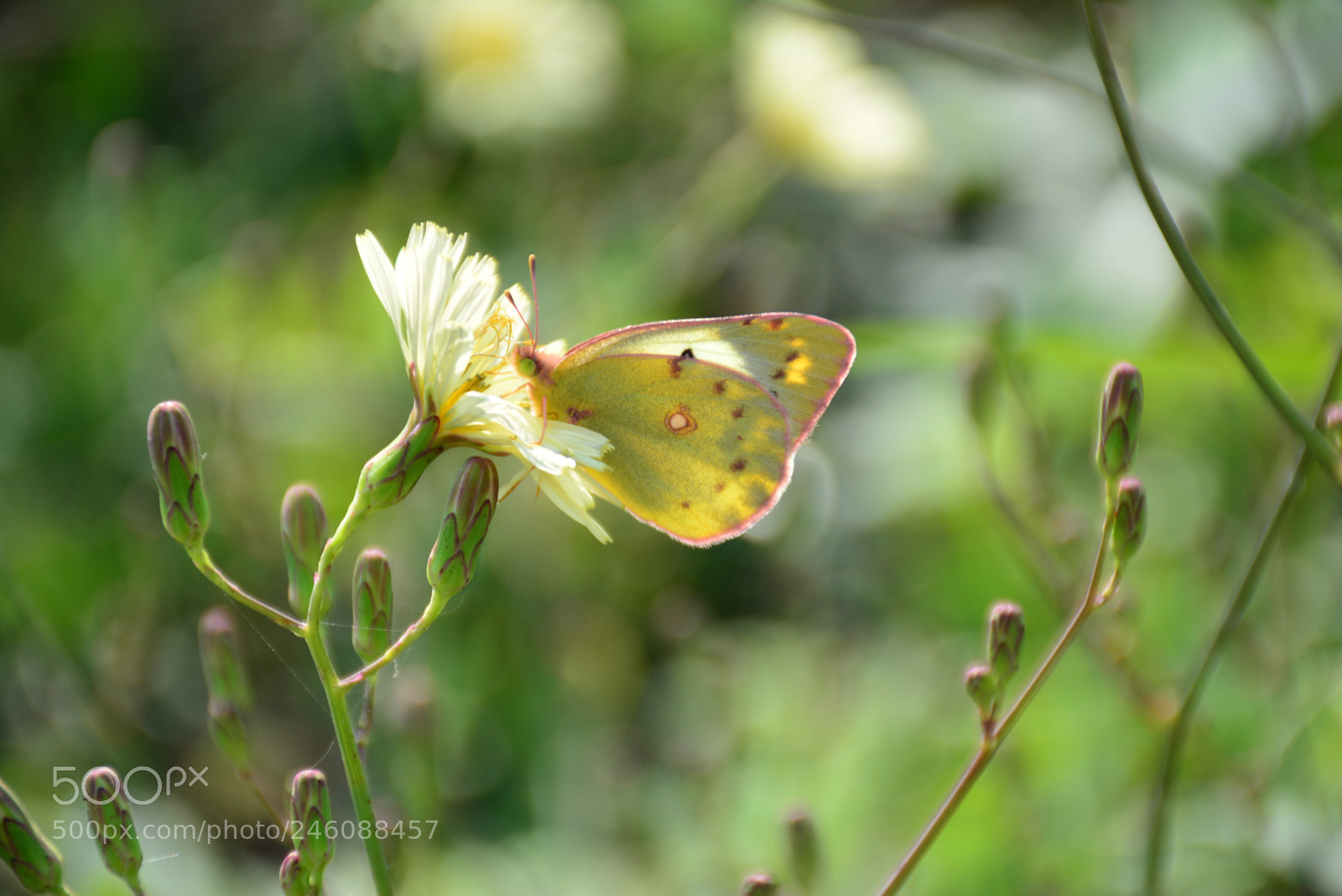 Nikon D7100 sample photo. 成蝶 photography