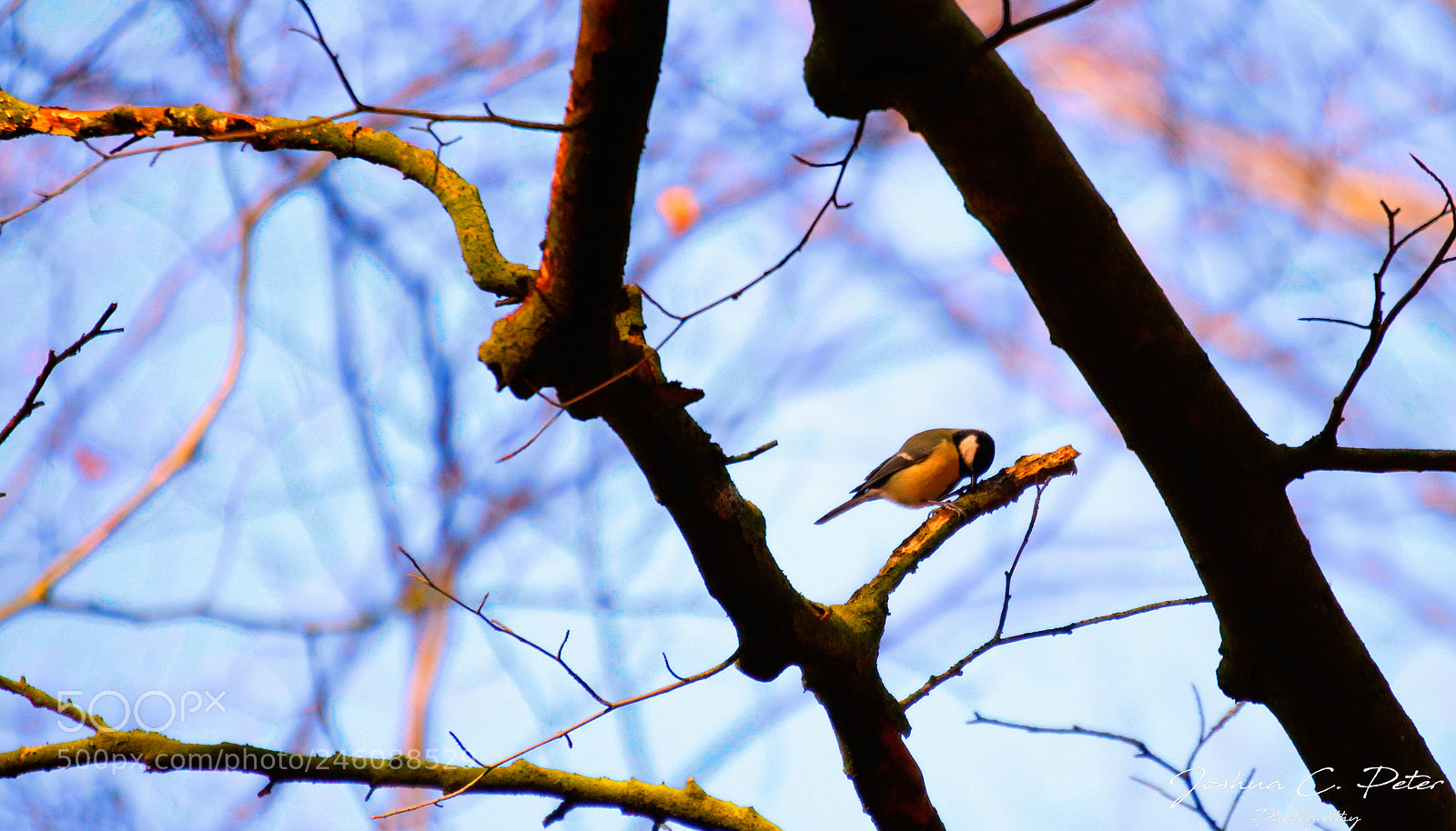 Canon EOS 6D Mark II sample photo. Spring awakening photography