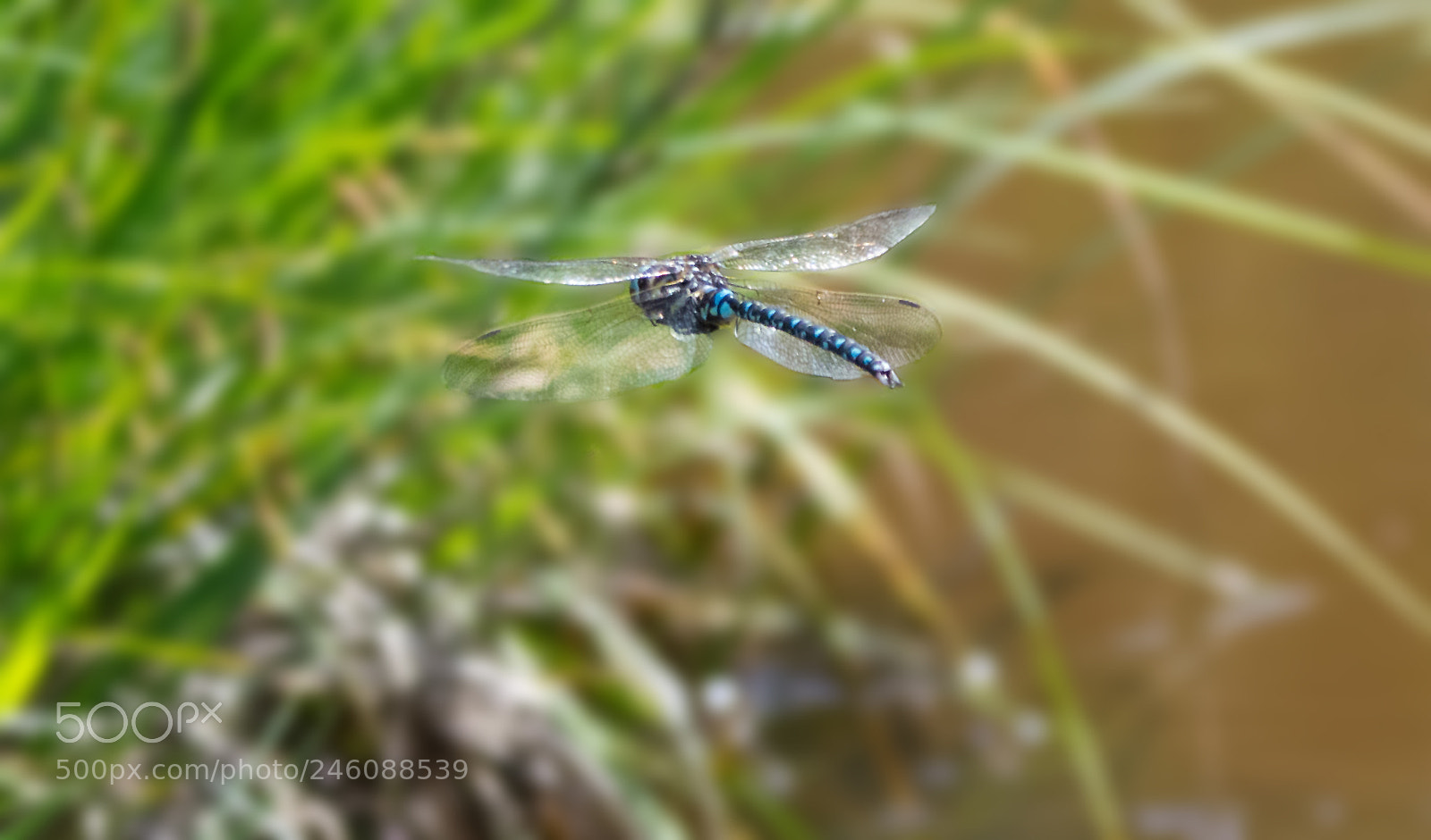 Nikon D7100 sample photo. Dragonfly in mid air photography